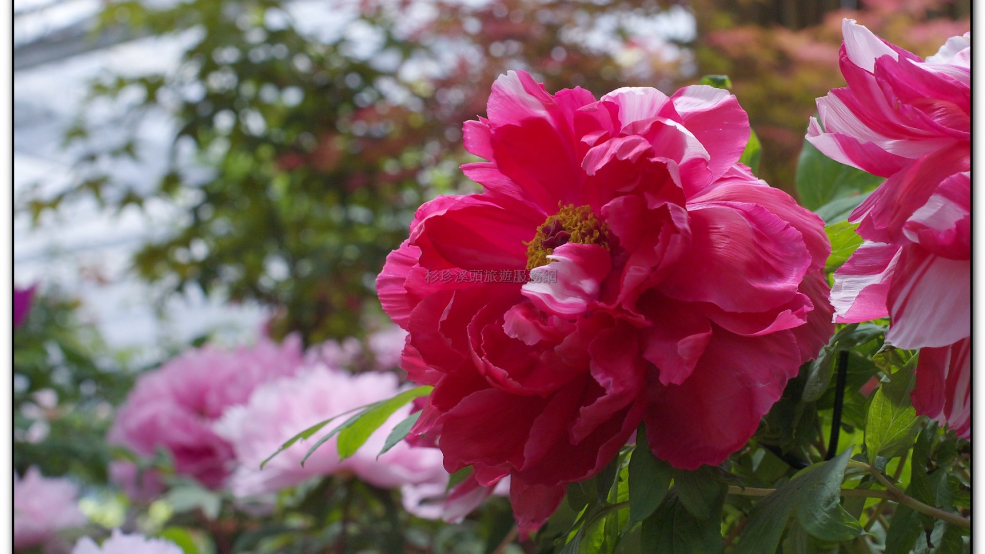 玻璃花坊-杉林溪旅遊景點