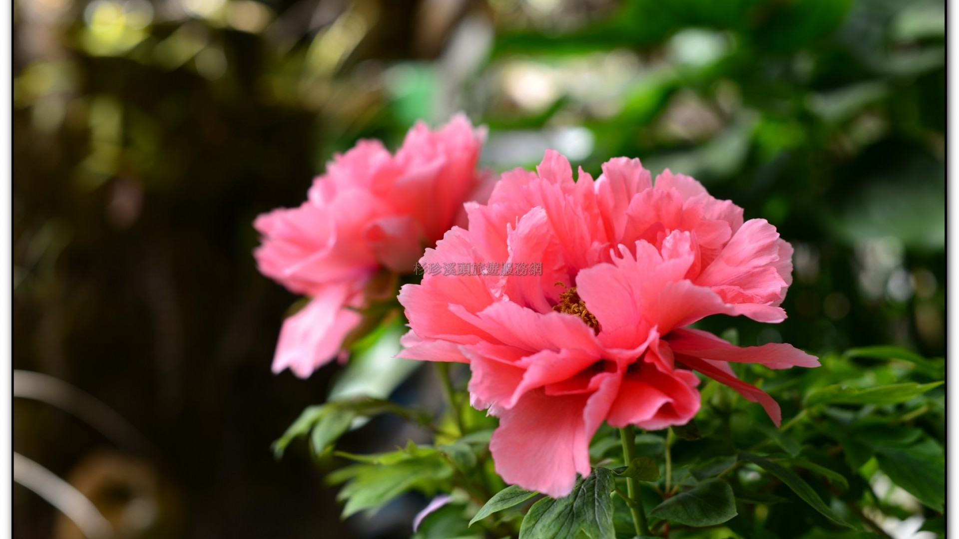 玻璃花坊-杉林溪旅遊景點