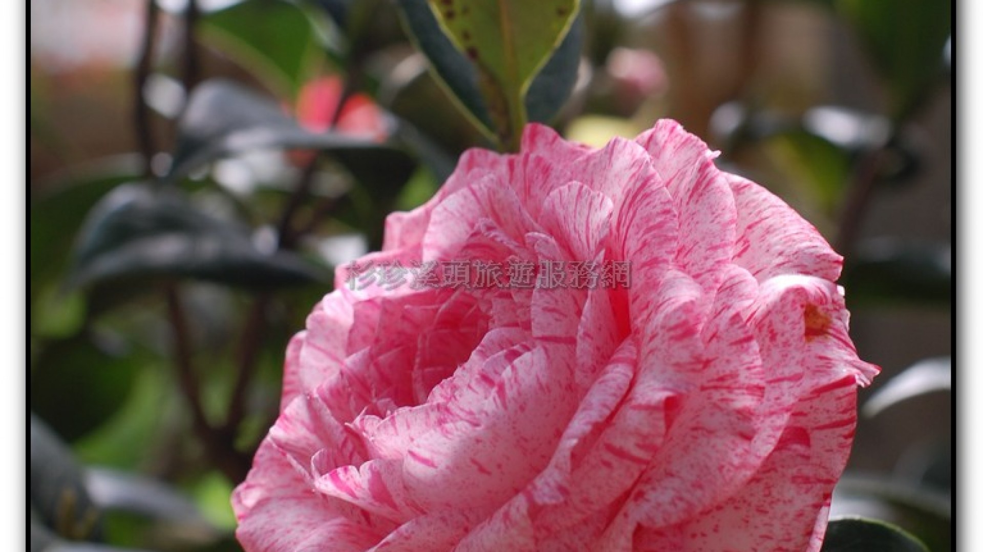 玻璃花坊-杉林溪旅遊景點