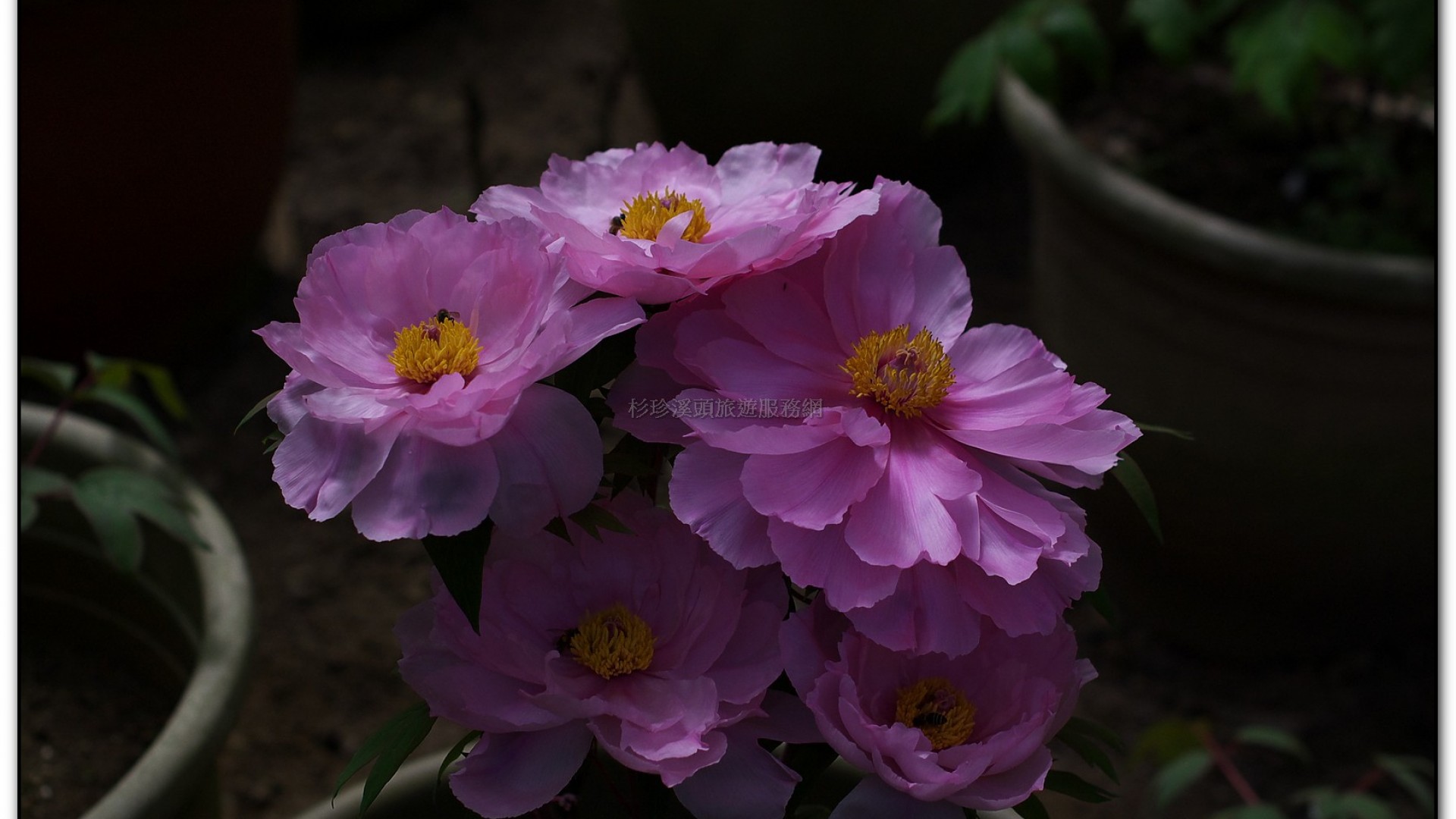 玻璃花坊-杉林溪旅遊景點