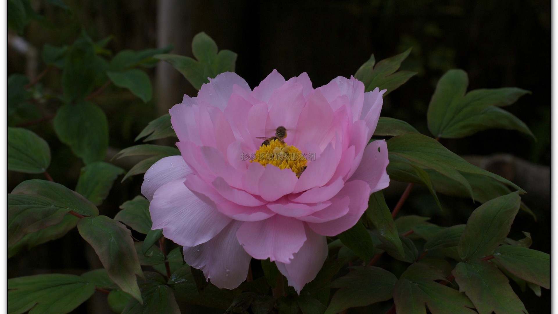 玻璃花坊-杉林溪旅遊景點