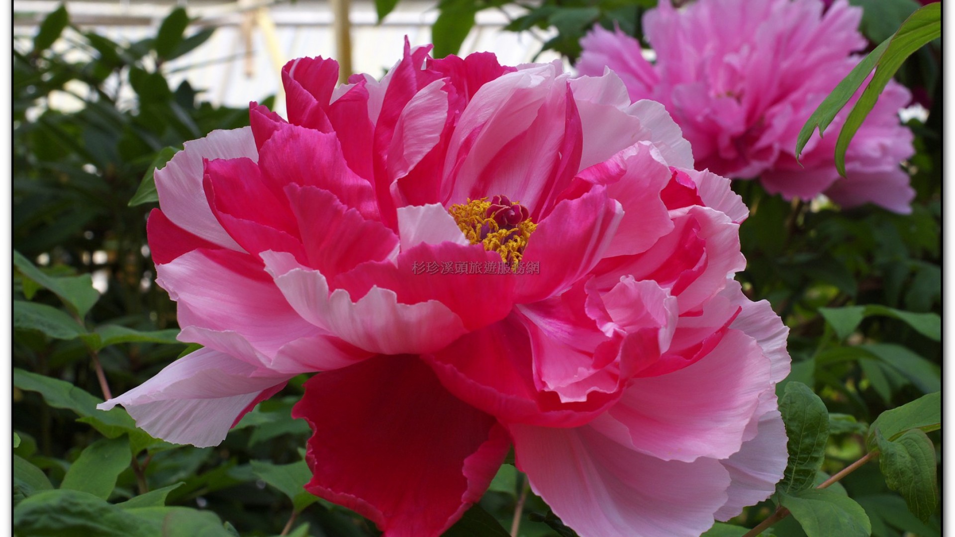 玻璃花坊-杉林溪旅遊景點