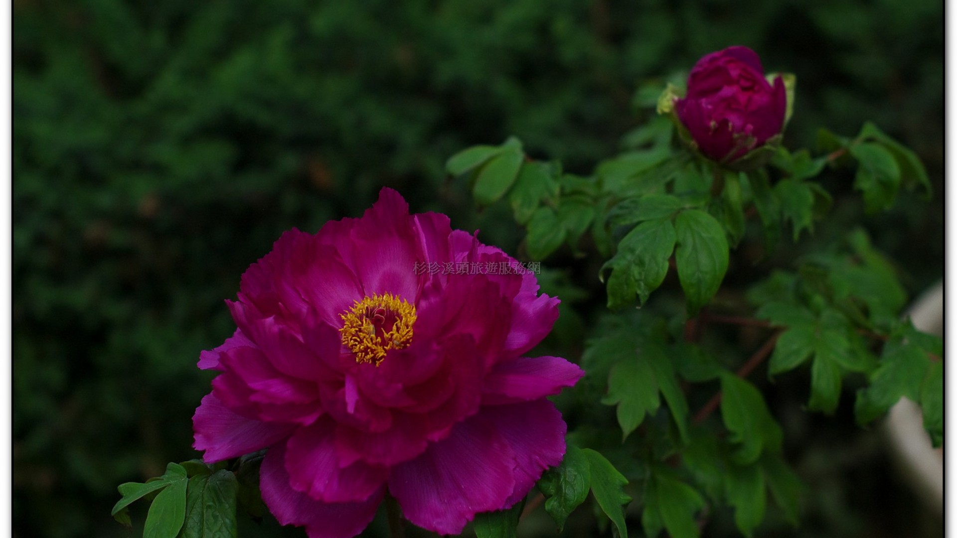 玻璃花坊-杉林溪旅遊景點