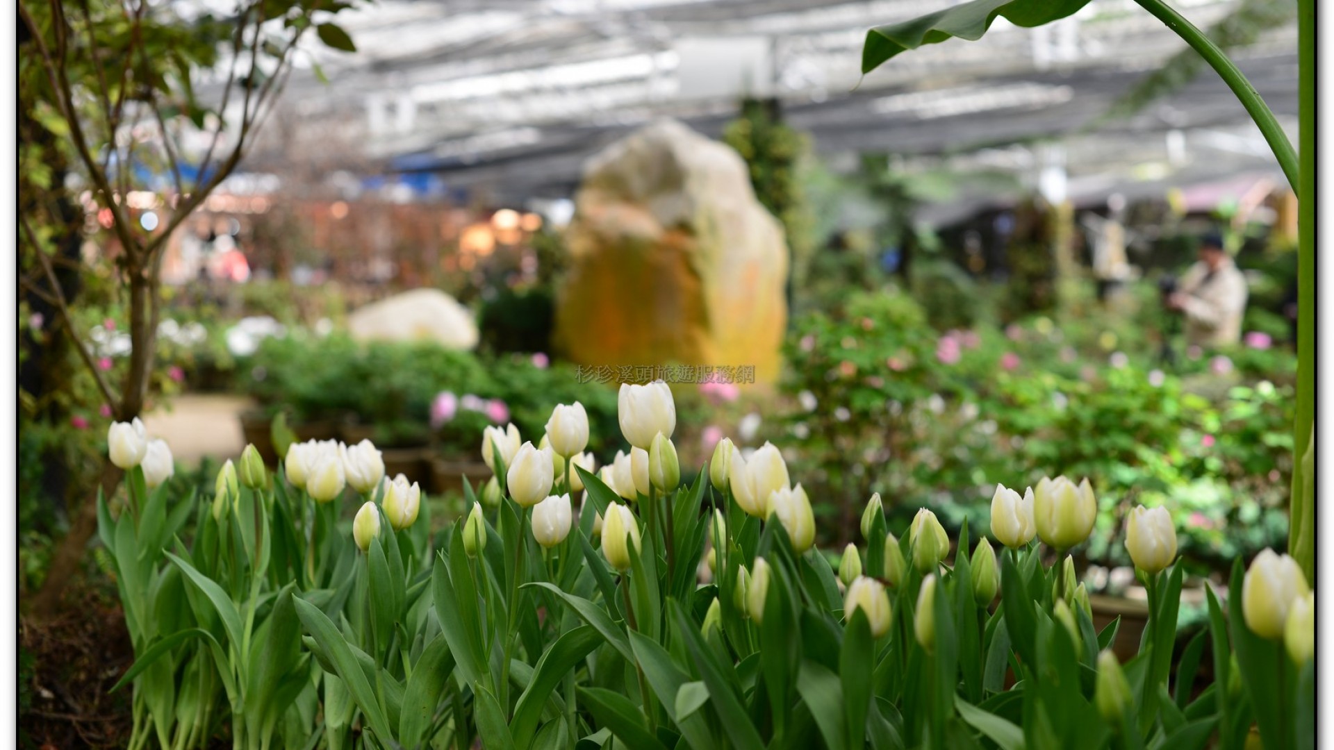 玻璃花坊-杉林溪旅遊景點