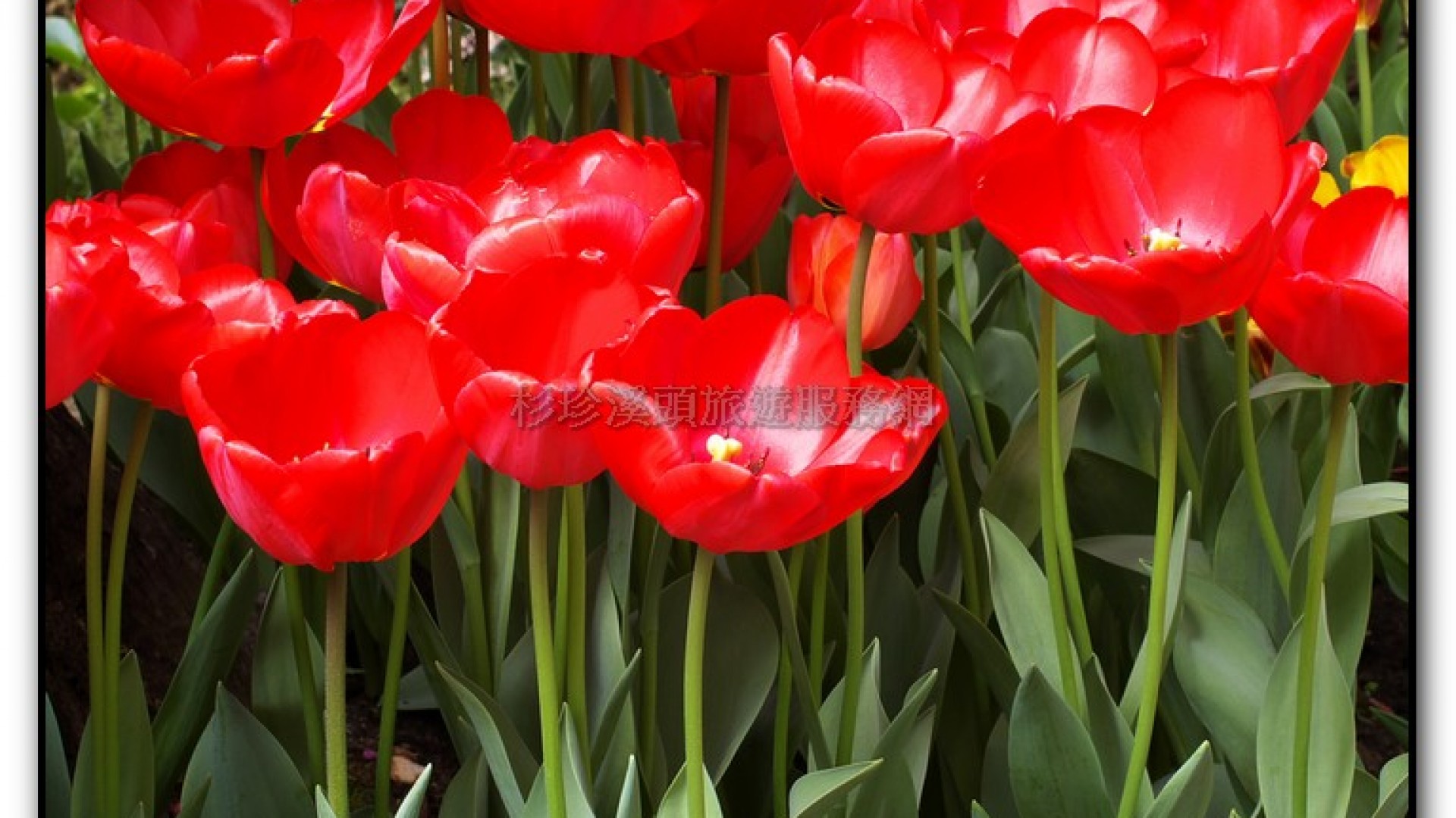 玻璃花坊-杉林溪旅遊景點