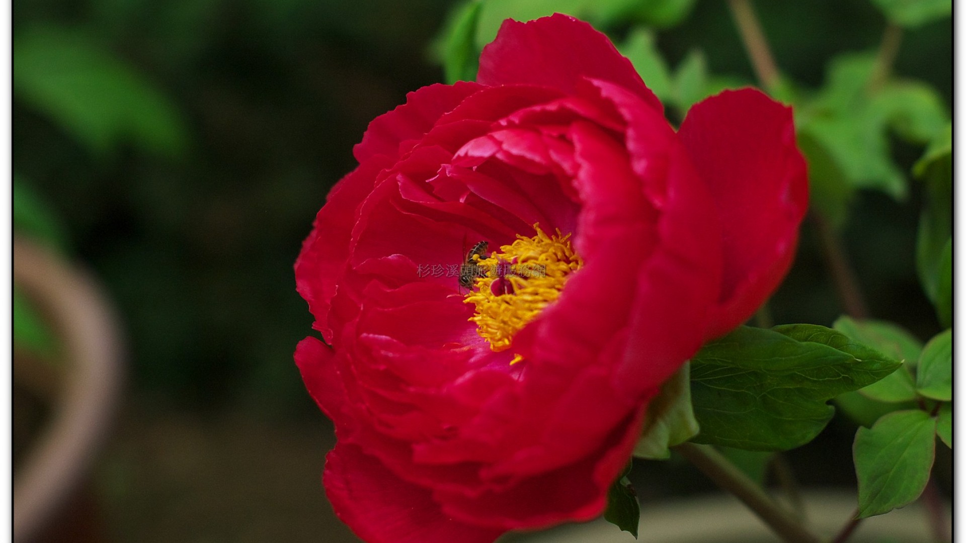 玻璃花坊-杉林溪旅遊景點