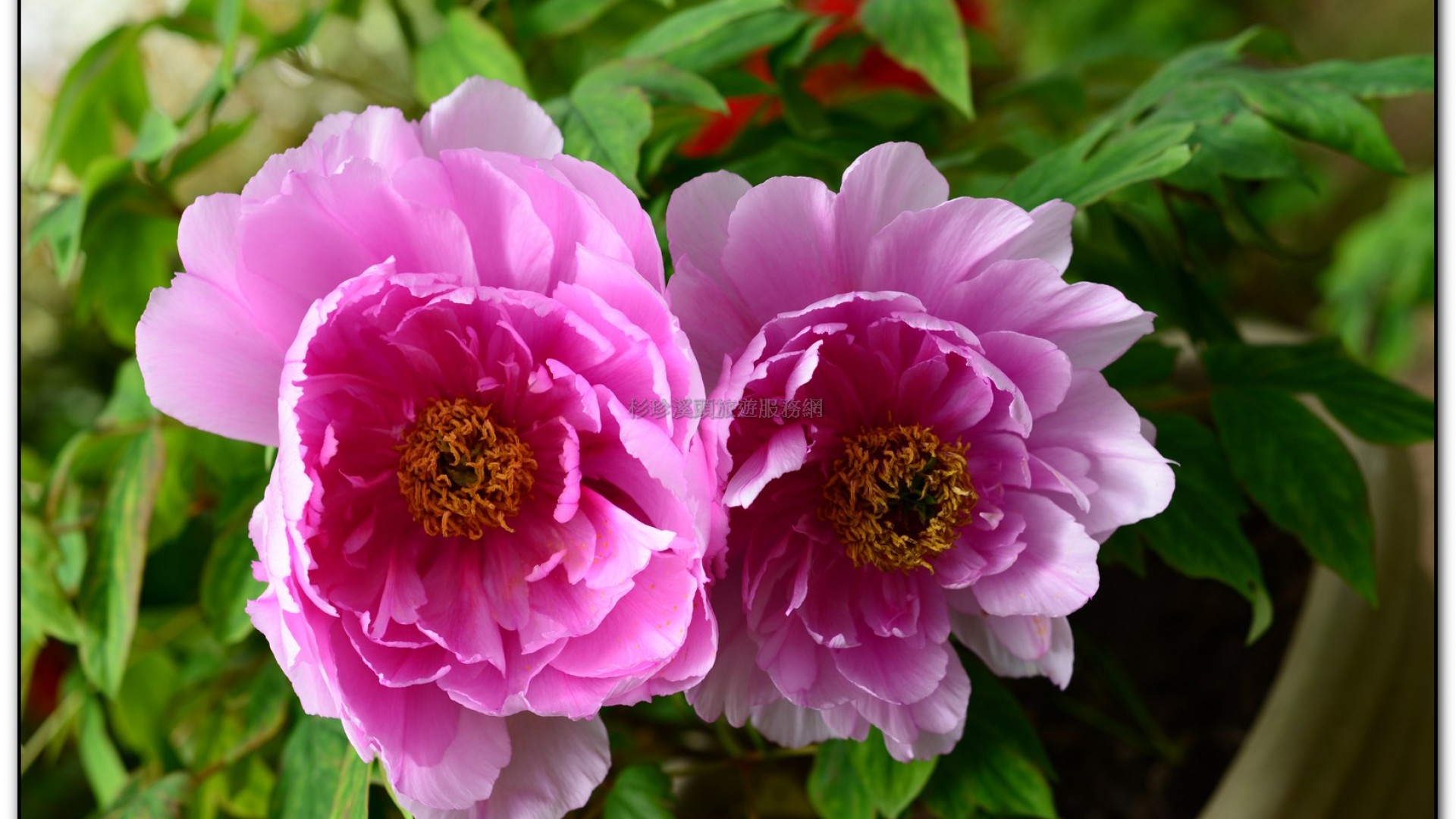 玻璃花坊-杉林溪旅遊景點