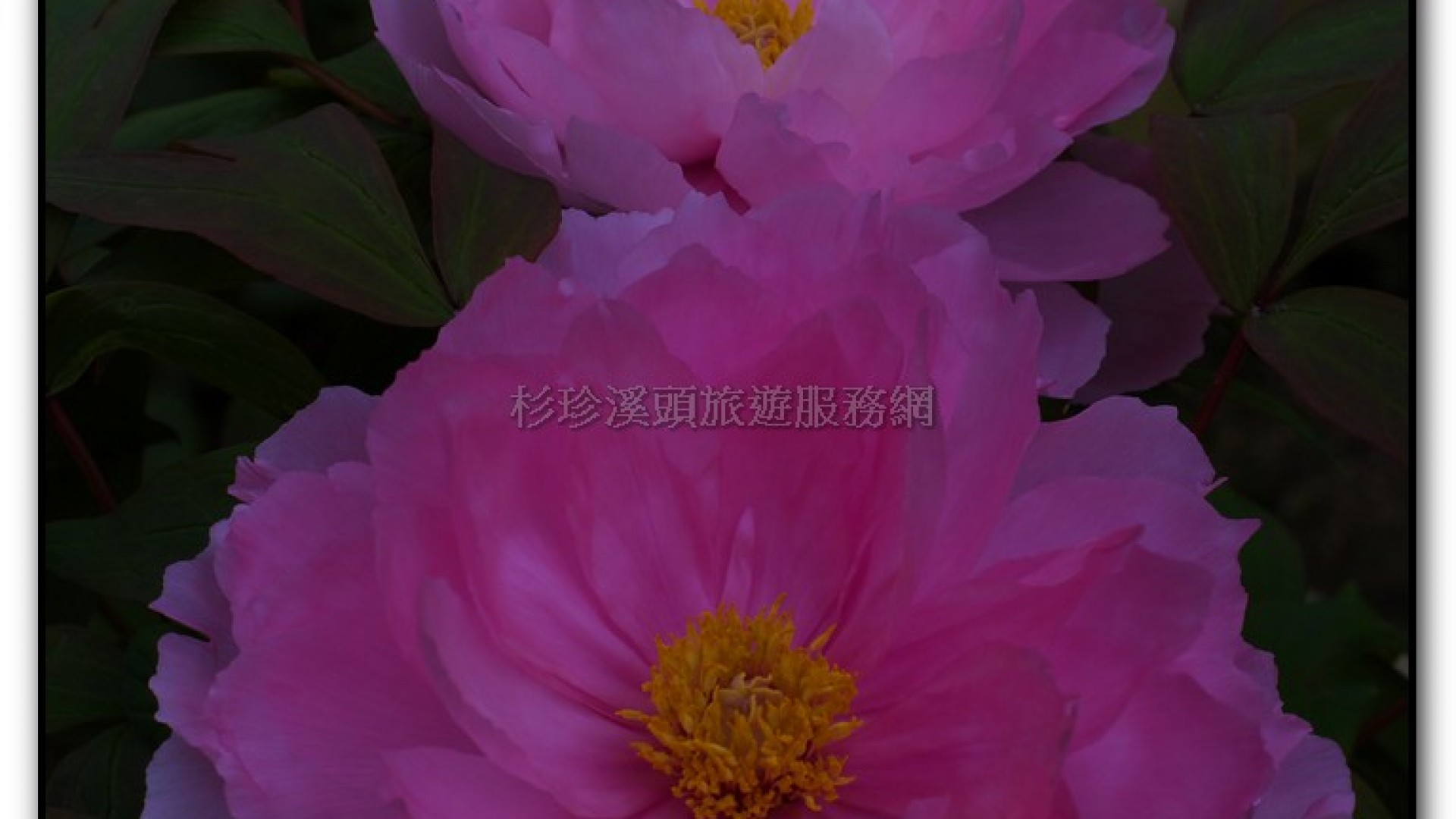 玻璃花坊-杉林溪旅遊景點