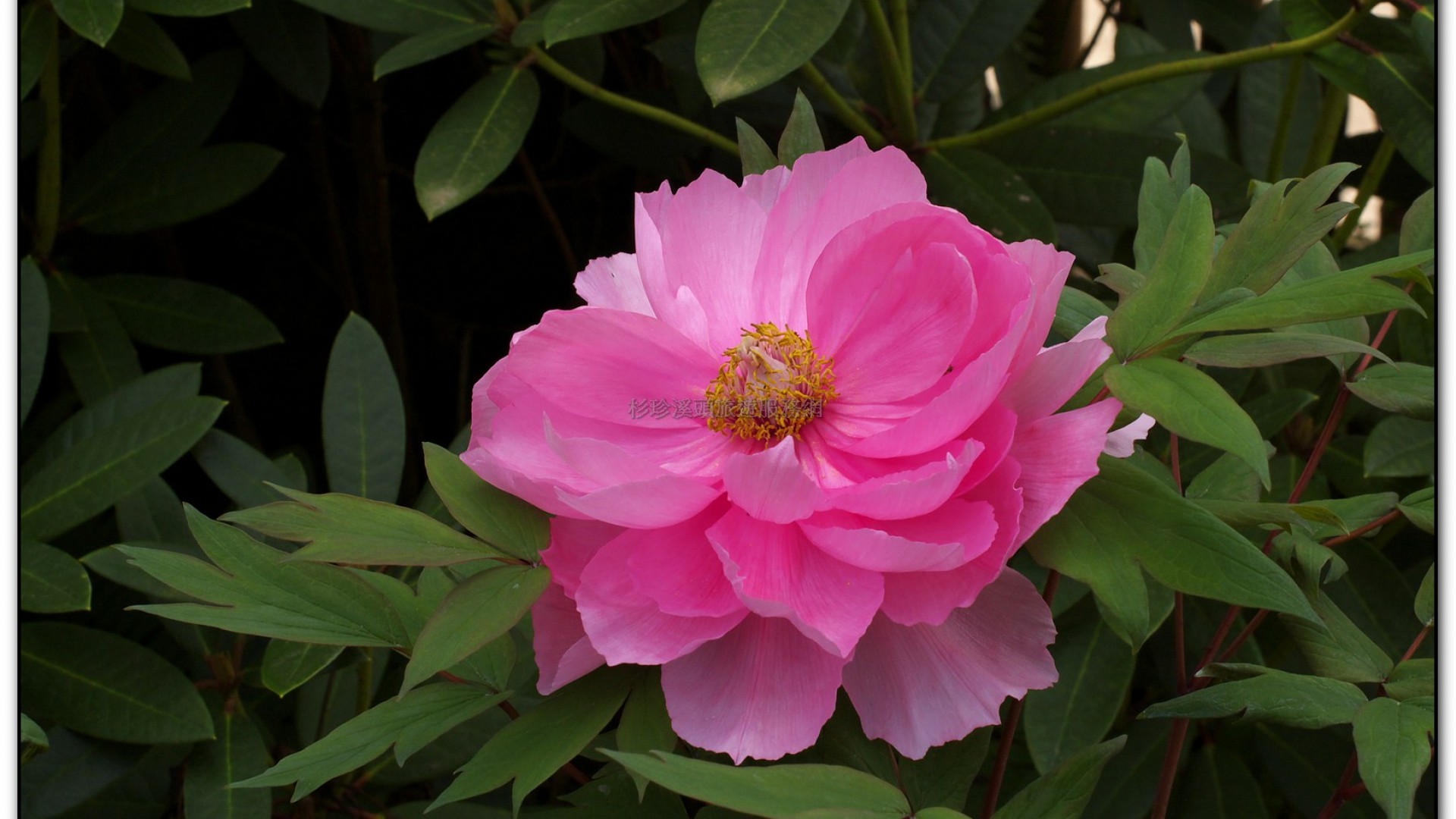 玻璃花坊-杉林溪旅遊景點