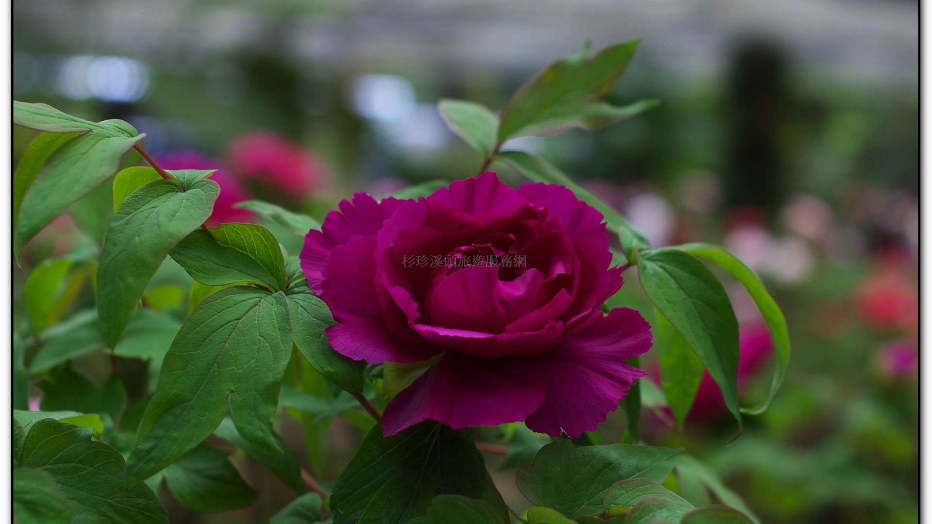 玻璃花坊-杉林溪旅遊景點