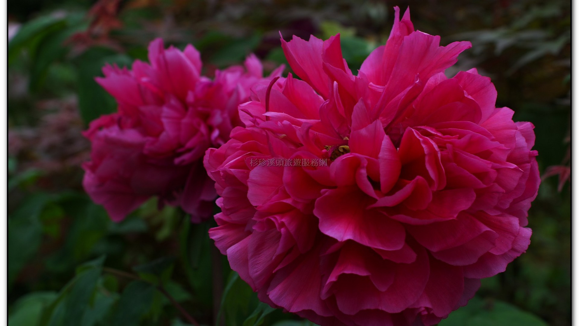 玻璃花坊-杉林溪旅遊景點