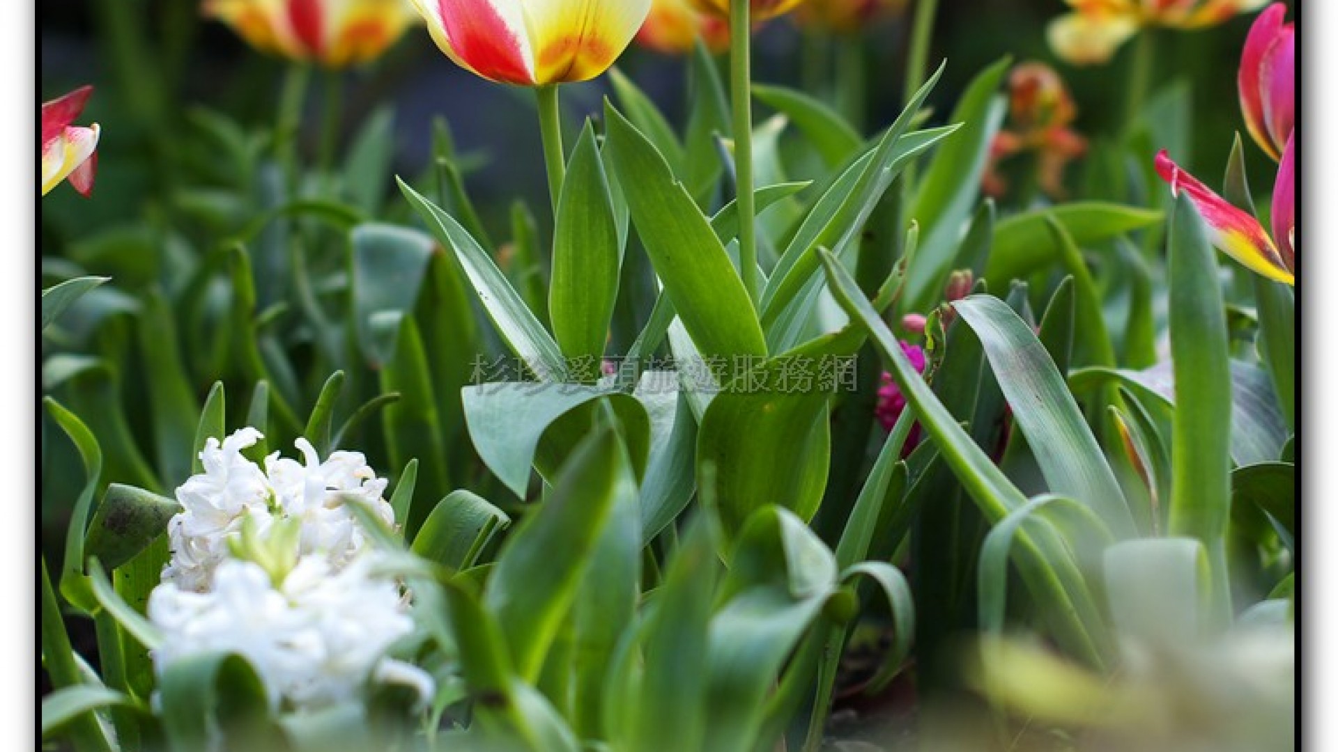 玻璃花坊-杉林溪旅遊景點