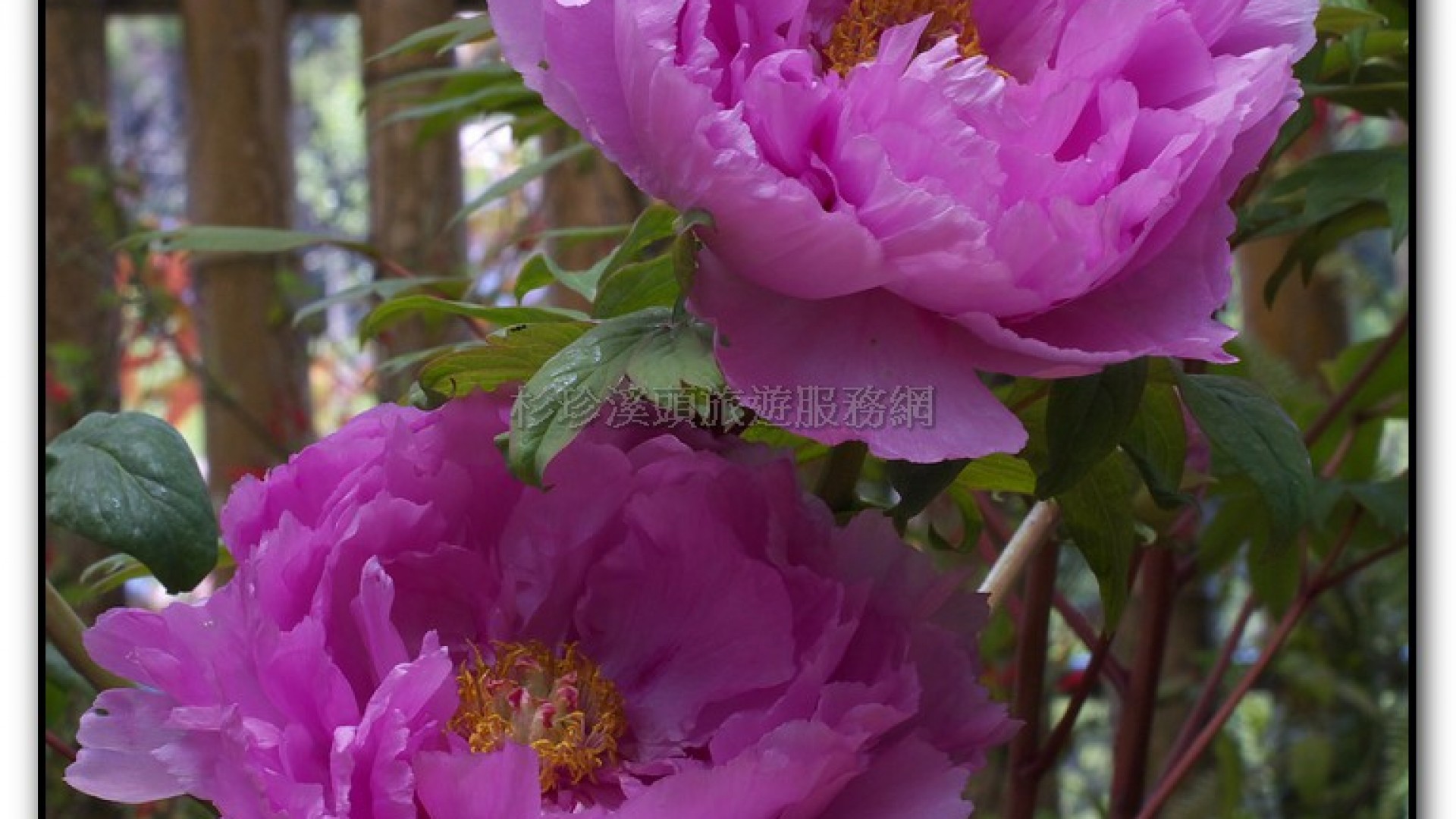 玻璃花坊-杉林溪旅遊景點