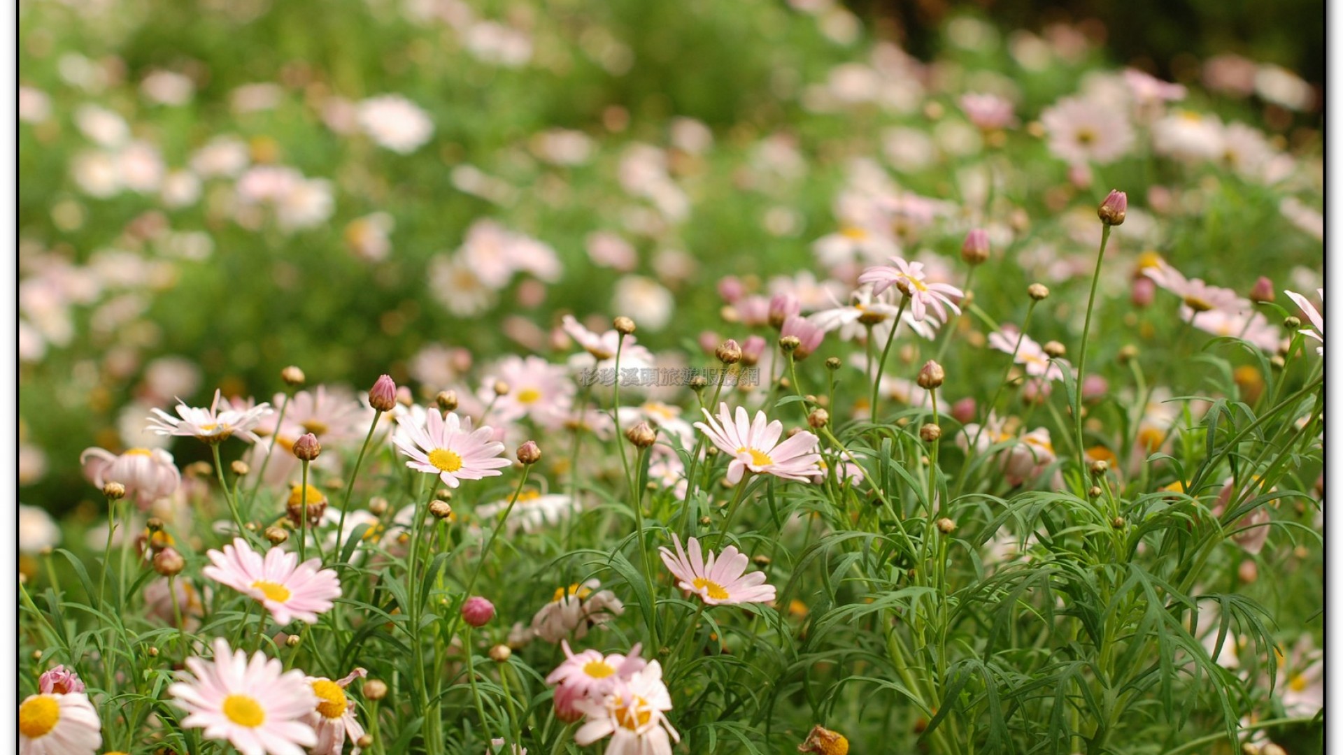 玻璃花坊-杉林溪旅遊景點