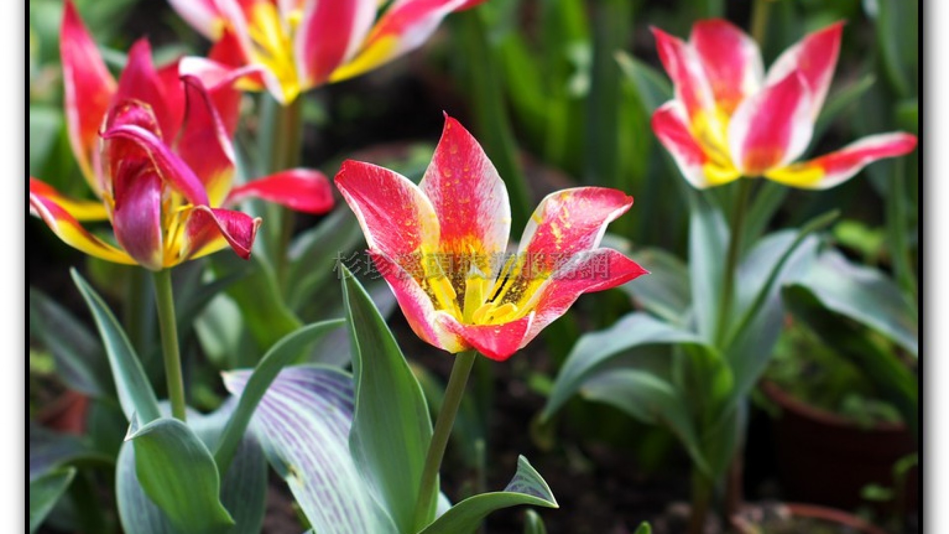 玻璃花坊-杉林溪旅遊景點