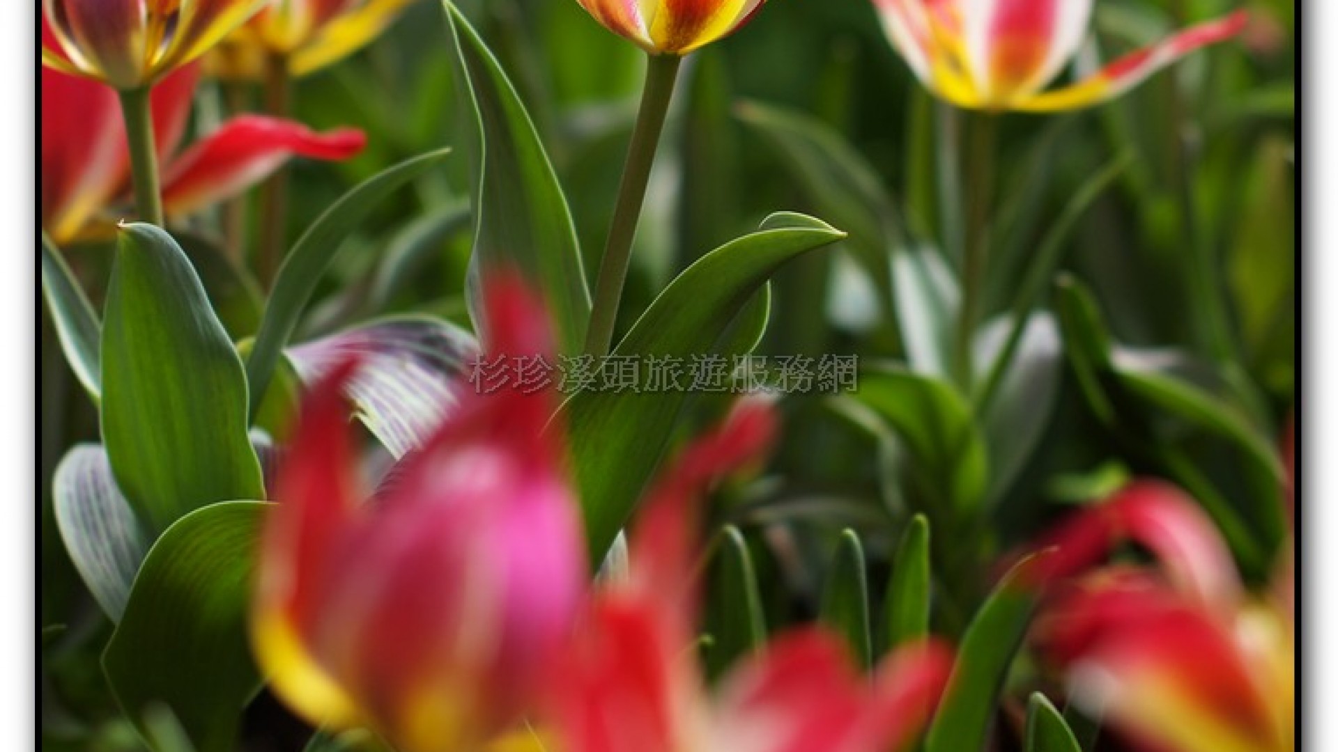 玻璃花坊-杉林溪旅遊景點