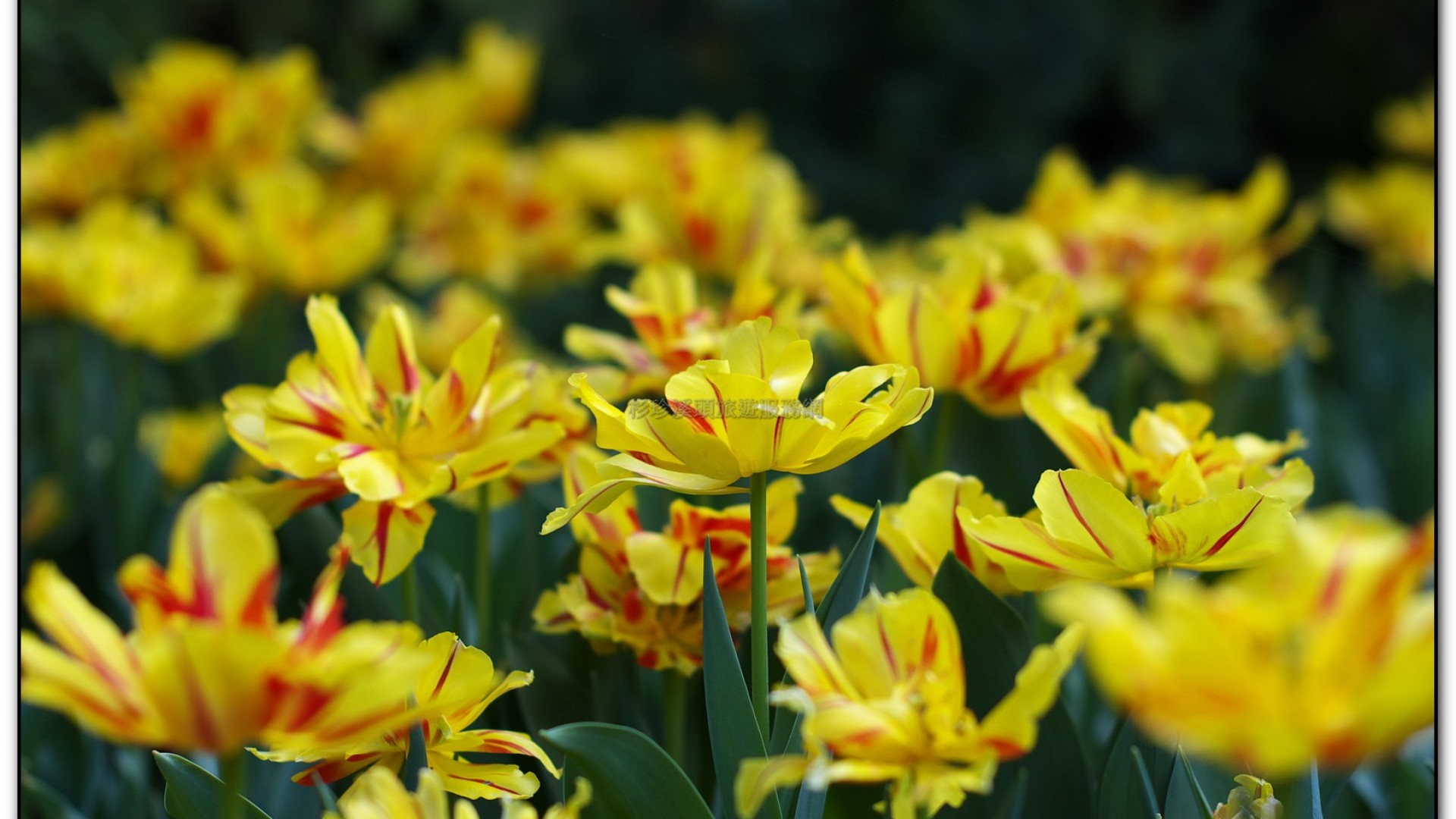 玻璃花坊-杉林溪旅遊景點