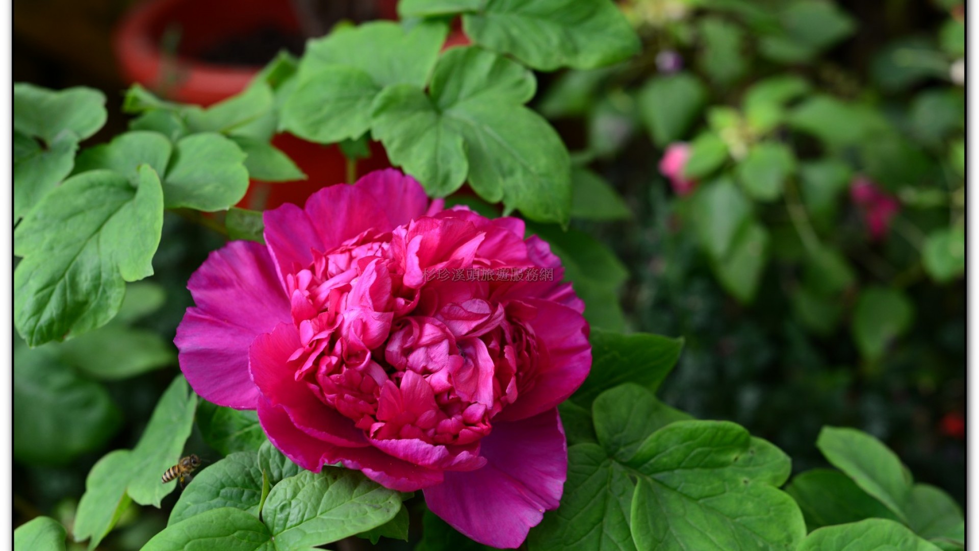 玻璃花坊-杉林溪旅遊景點