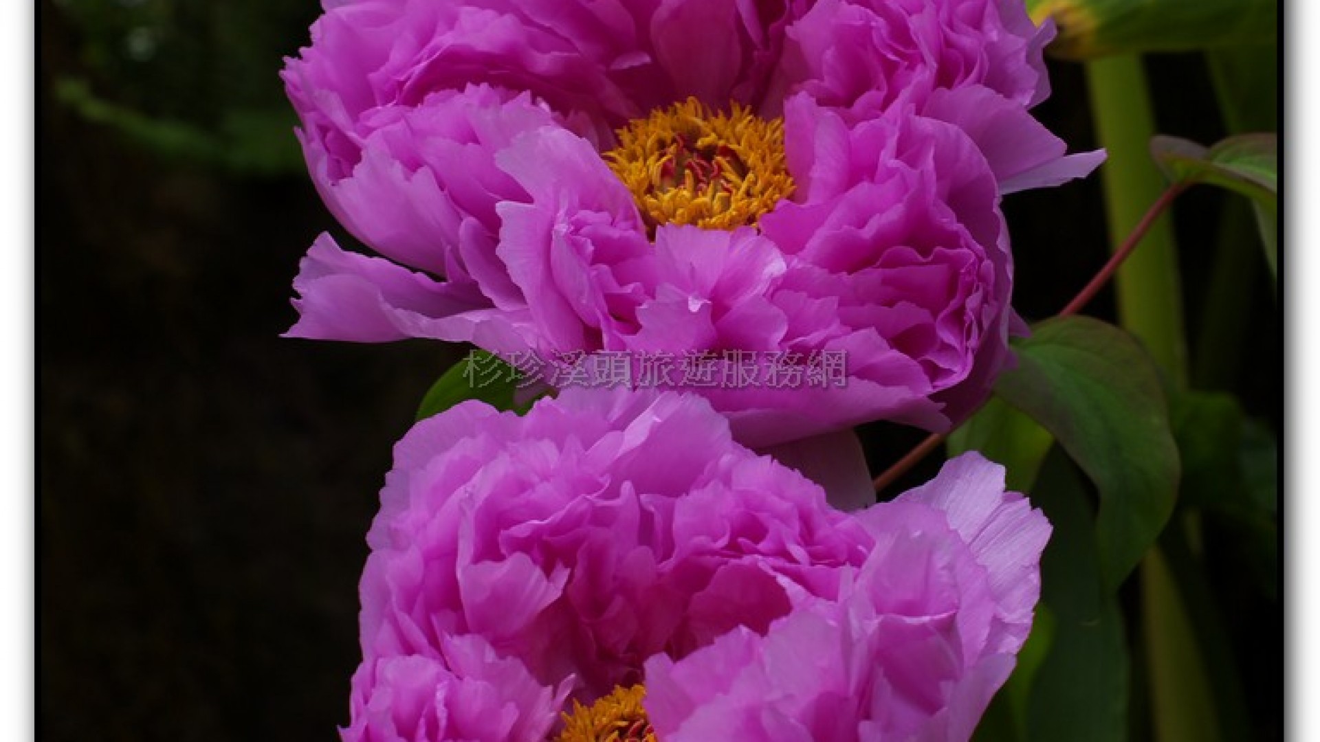 玻璃花坊-杉林溪旅遊景點