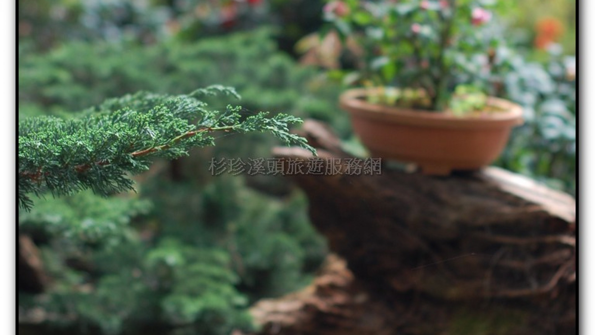 玻璃花坊-杉林溪旅遊景點