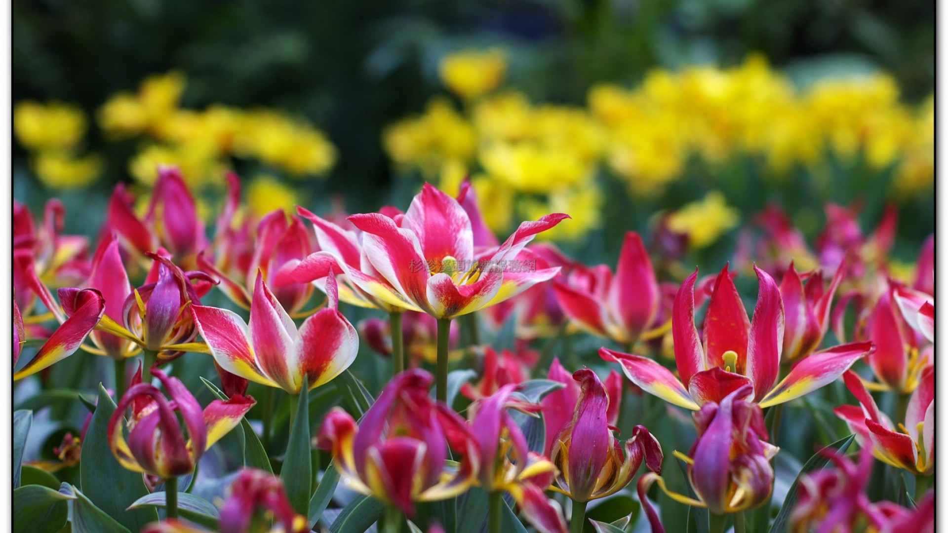 玻璃花坊-杉林溪旅遊景點