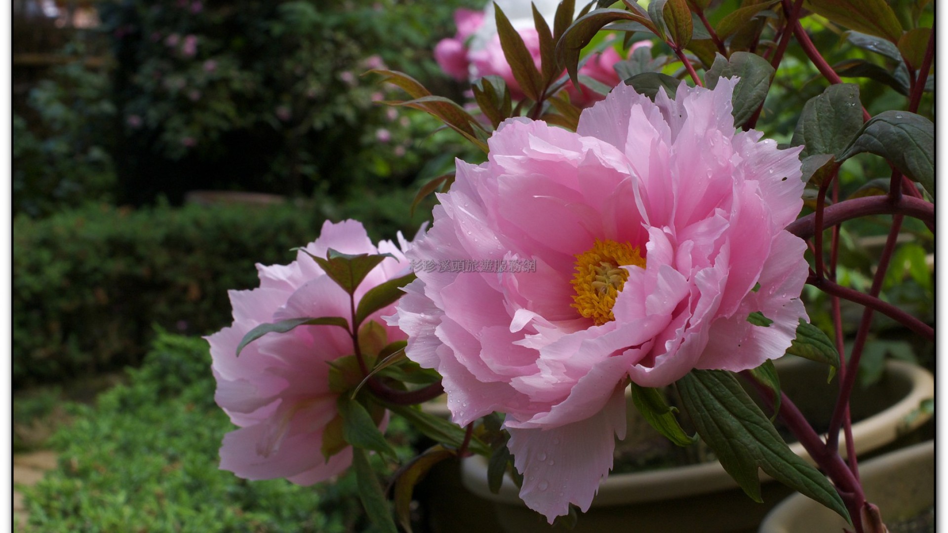 玻璃花坊-杉林溪旅遊景點