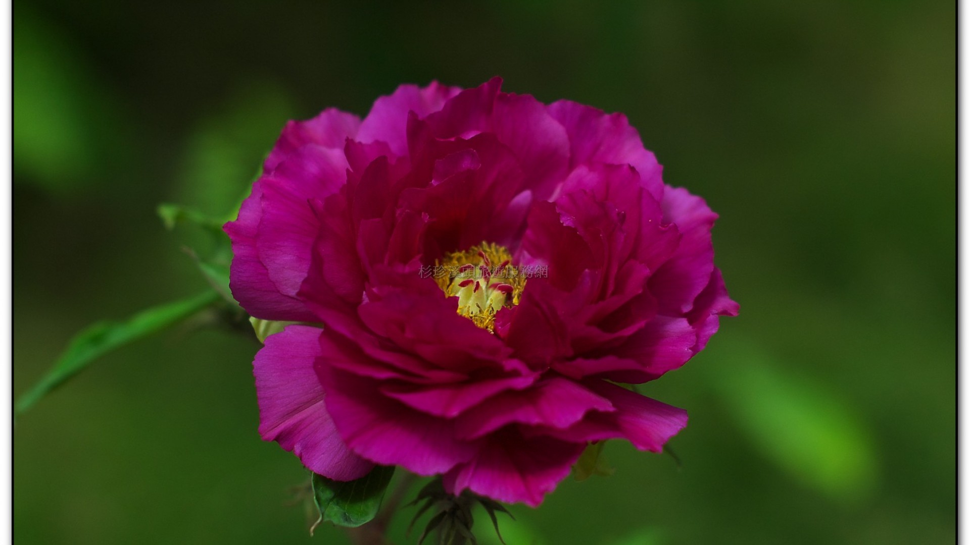 玻璃花坊-杉林溪旅遊景點