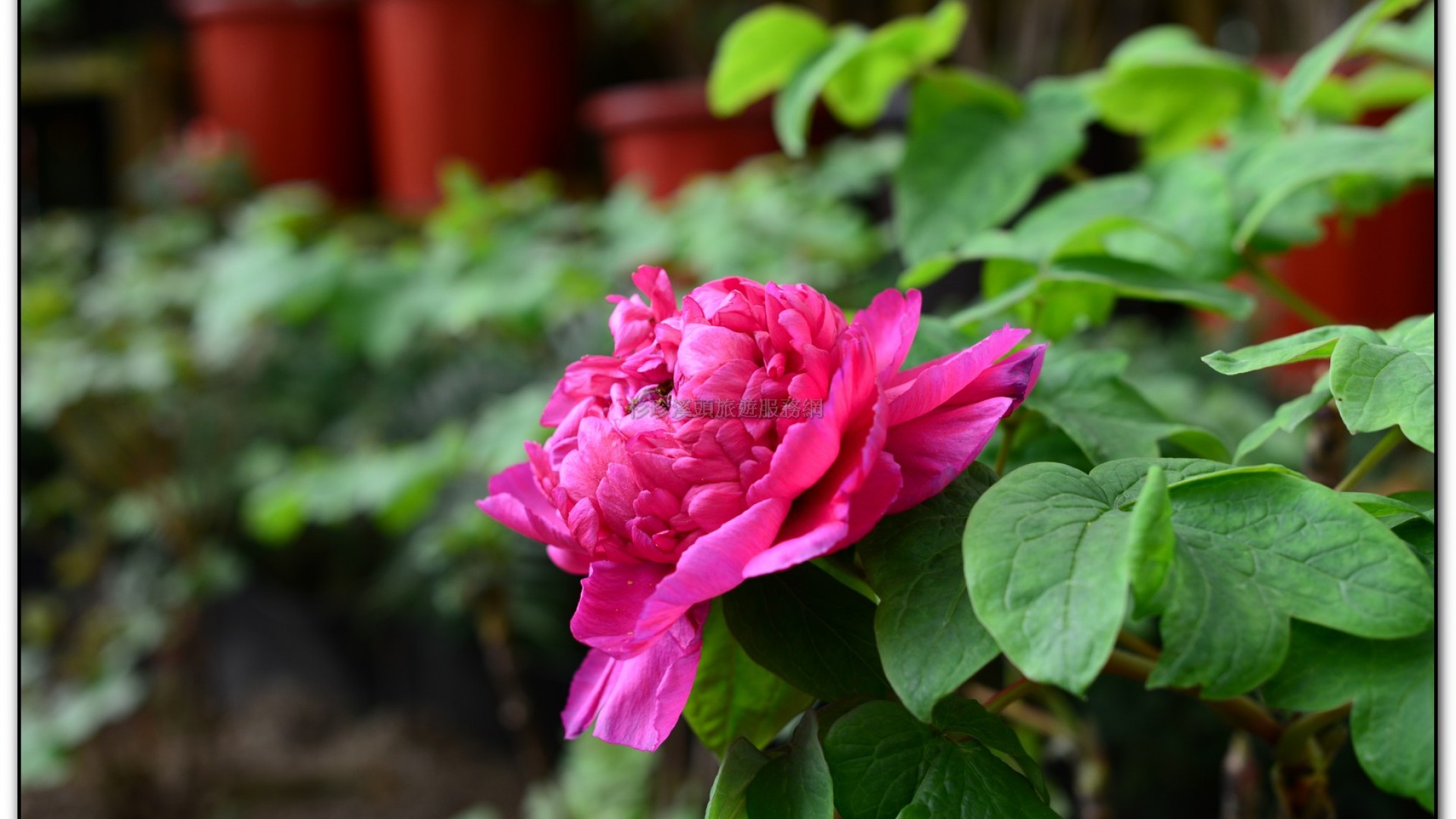 玻璃花坊-杉林溪旅遊景點