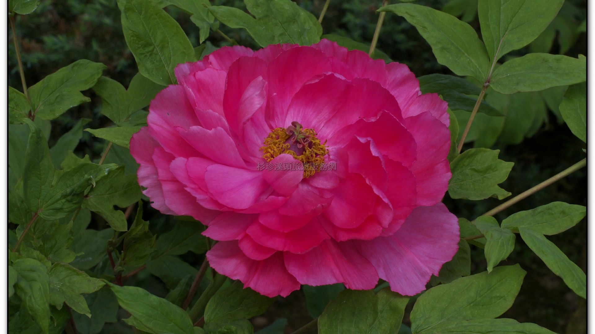 玻璃花坊-杉林溪旅遊景點