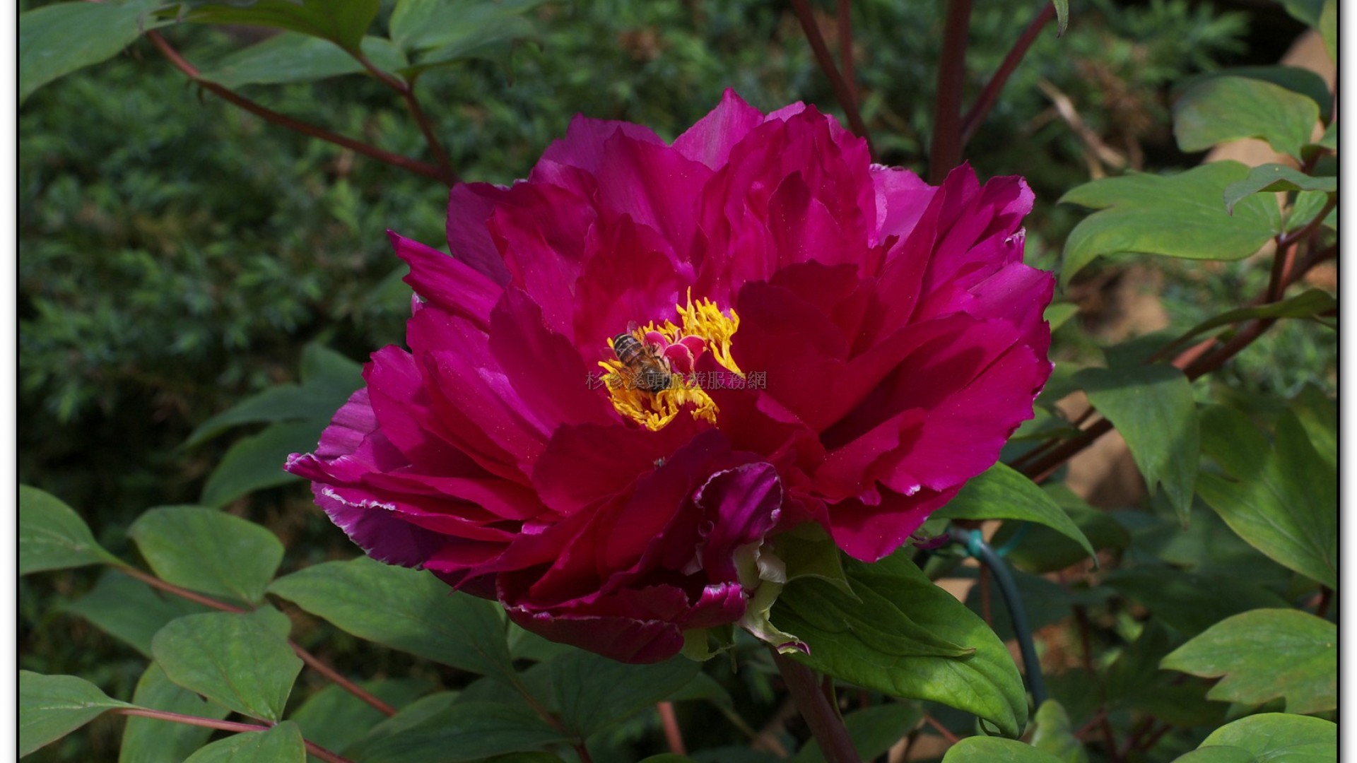 玻璃花坊-杉林溪旅遊景點