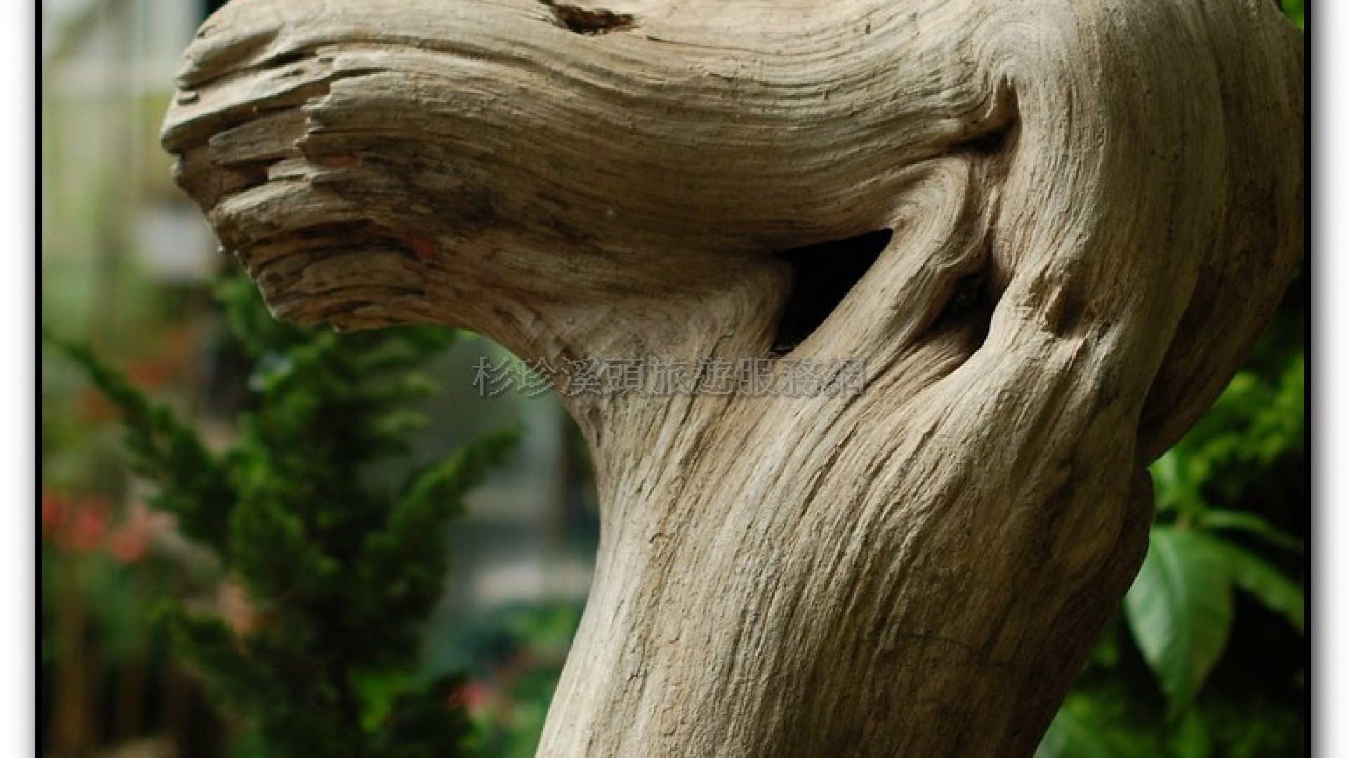 玻璃花坊-杉林溪旅遊景點