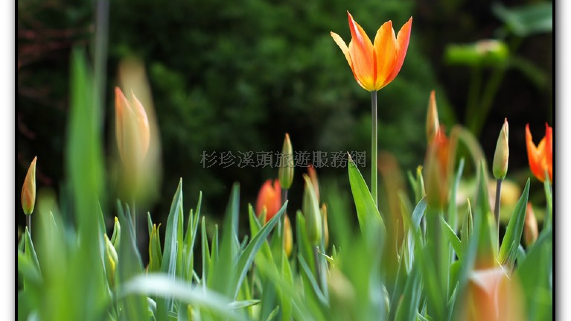 玻璃花坊-杉林溪旅遊景點