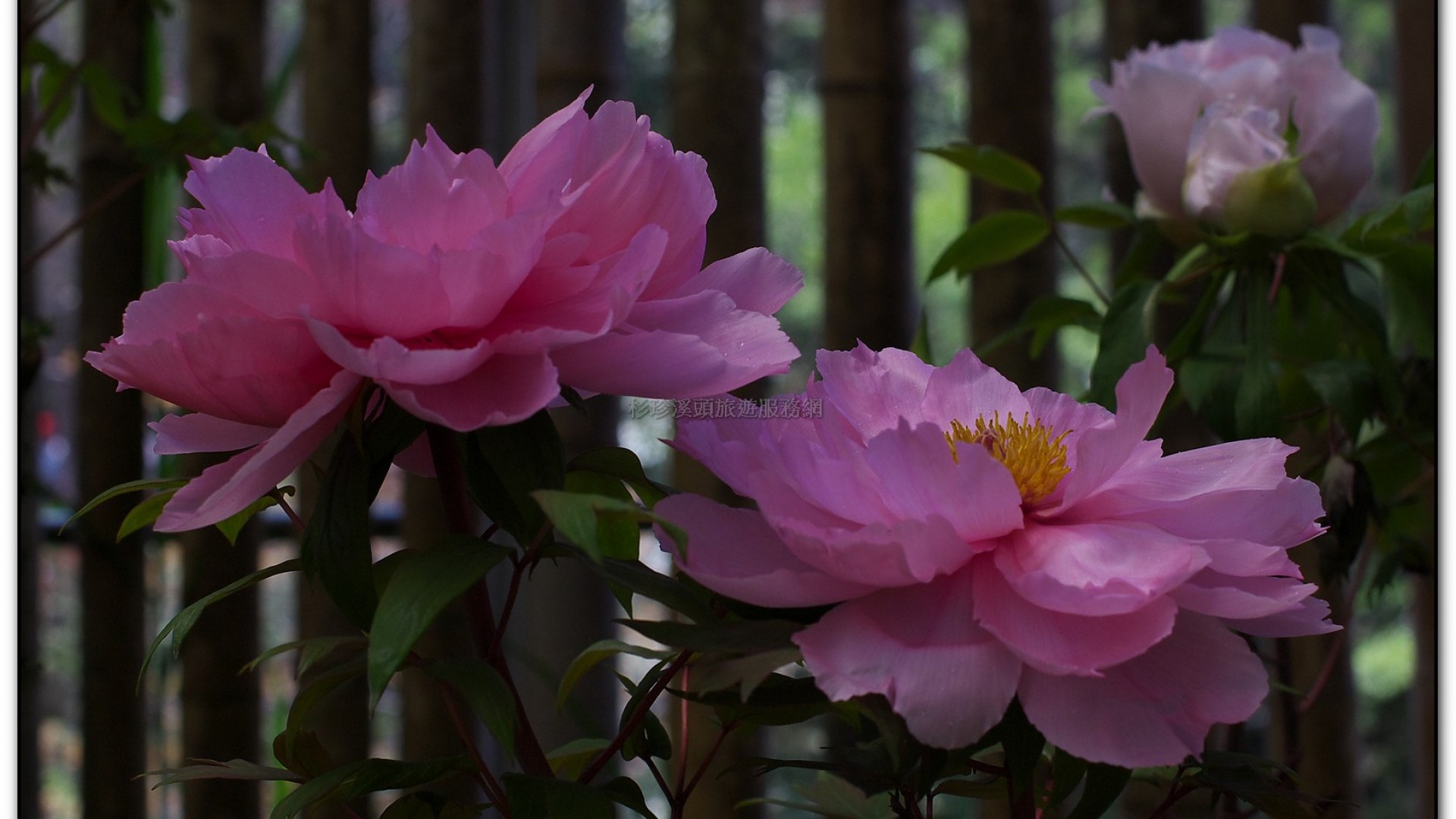 玻璃花坊-杉林溪旅遊景點