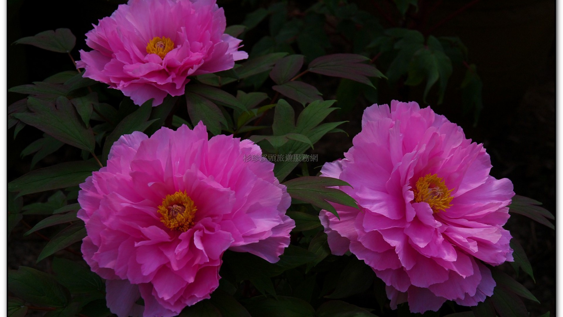 玻璃花坊-杉林溪旅遊景點