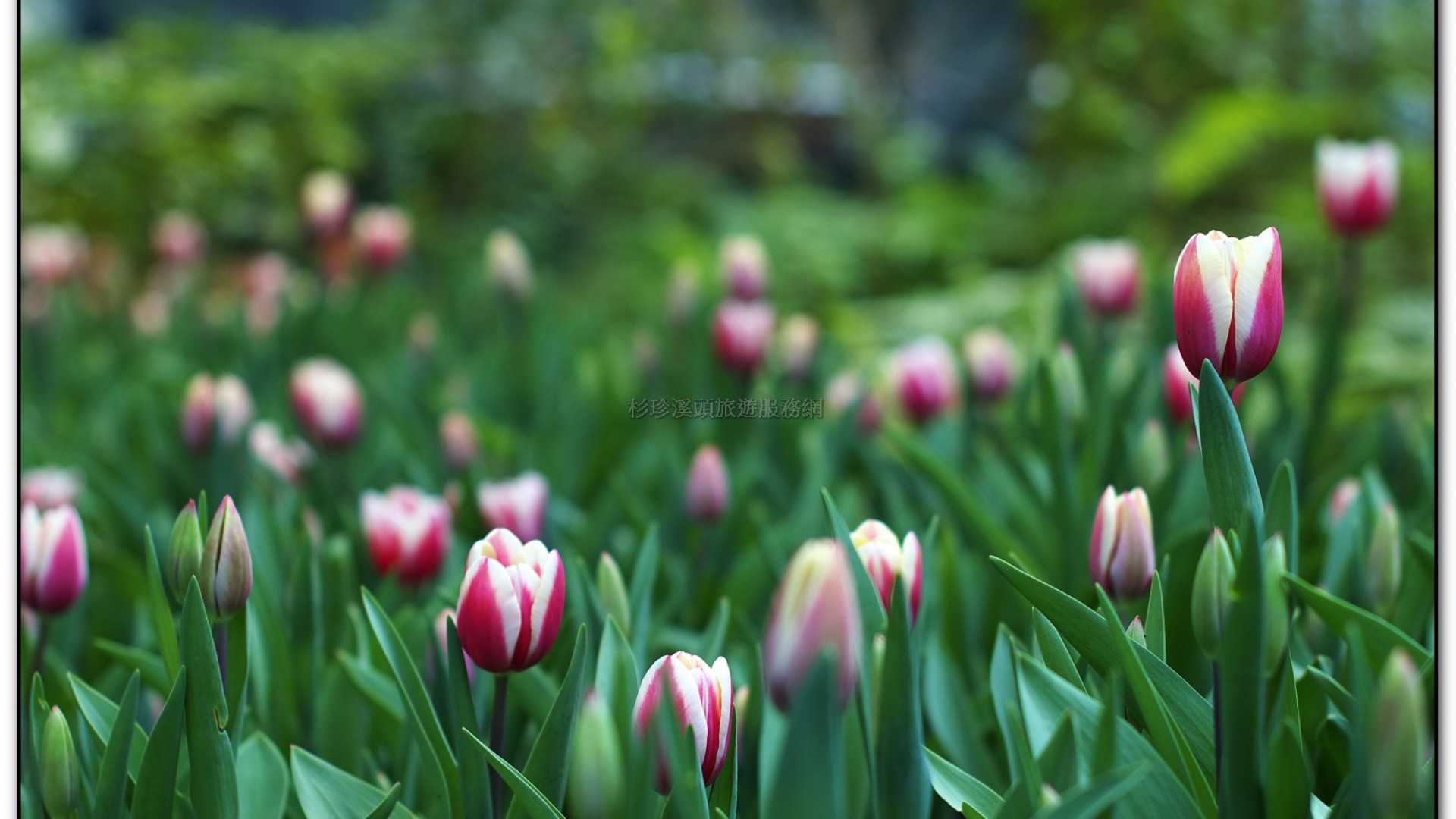 玻璃花坊-杉林溪旅遊景點
