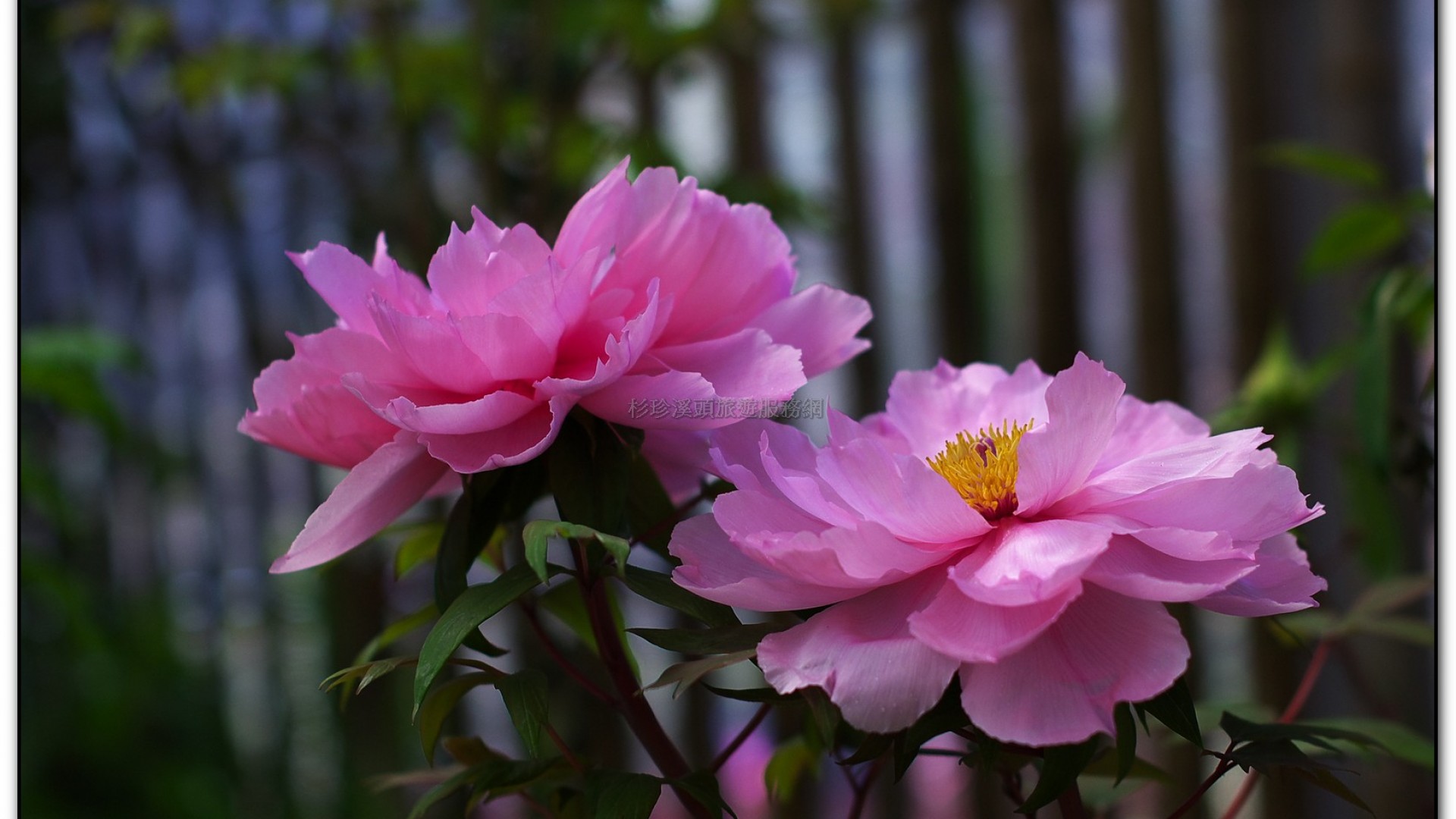 玻璃花坊-杉林溪旅遊景點