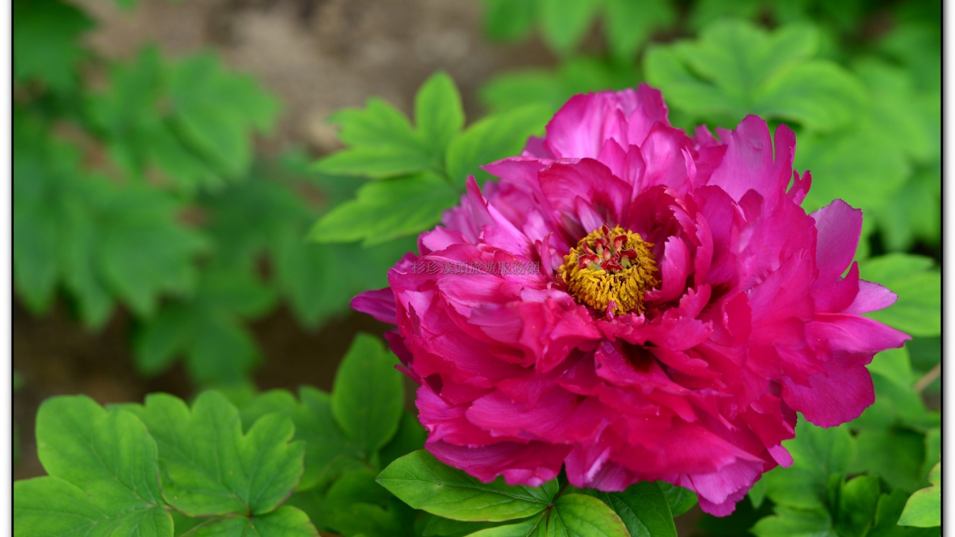 玻璃花坊-杉林溪旅遊景點