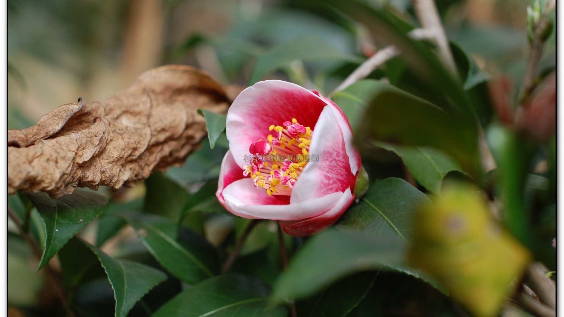 玻璃花坊-杉林溪旅遊景點