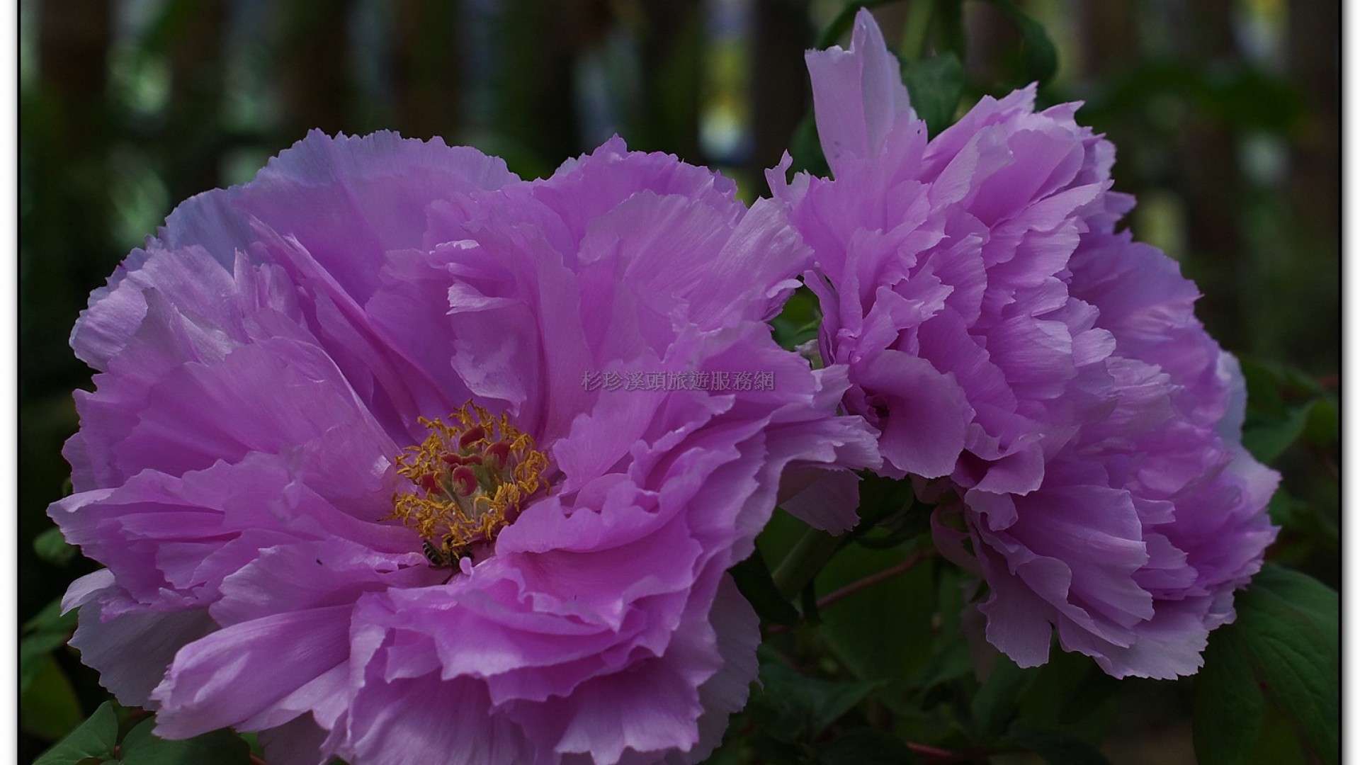 玻璃花坊-杉林溪旅遊景點