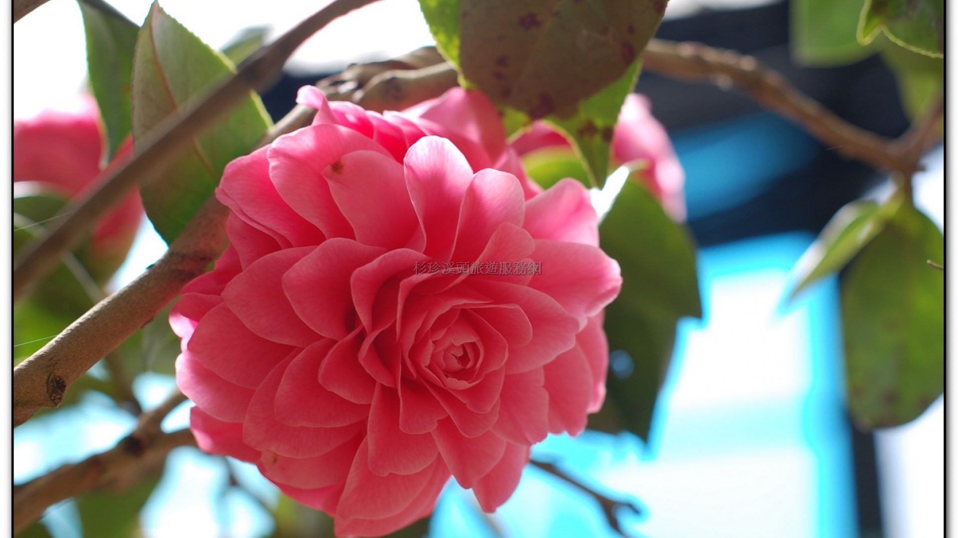 玻璃花坊-杉林溪旅遊景點