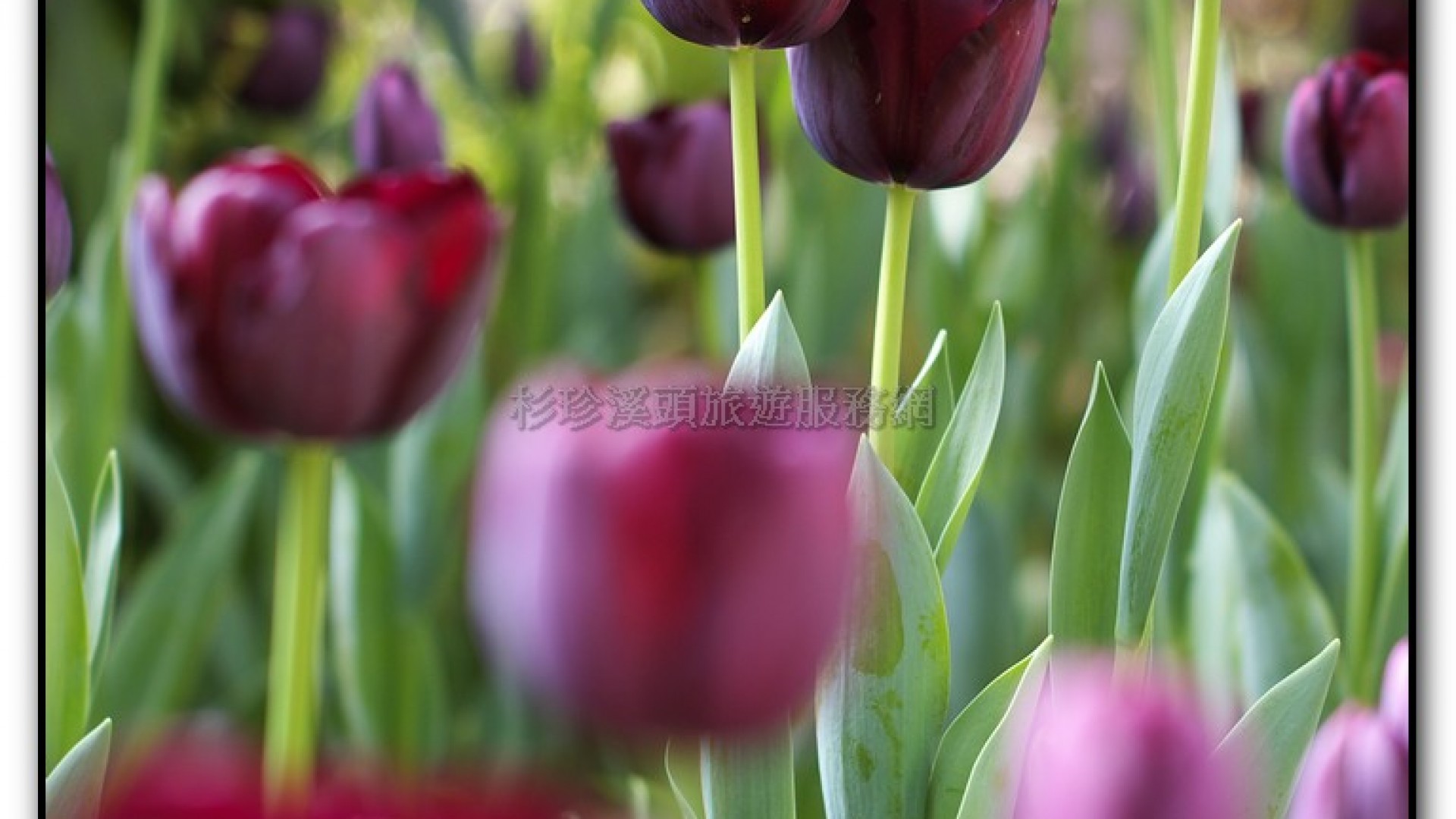 玻璃花坊-杉林溪旅遊景點