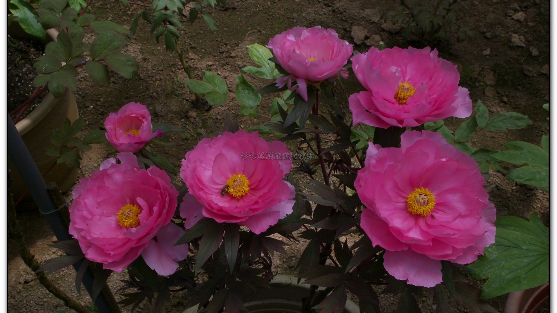 玻璃花坊-杉林溪旅遊景點