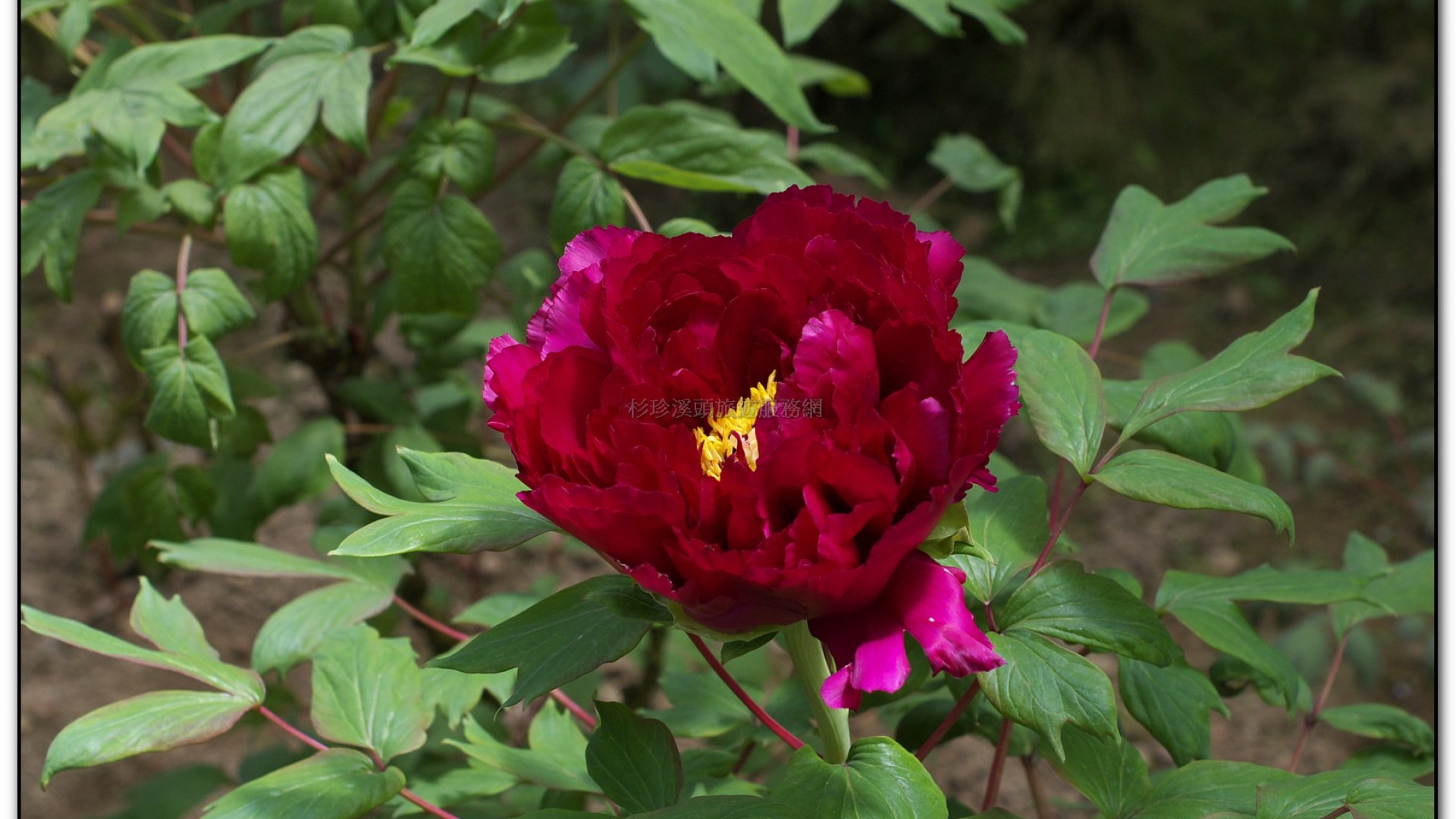 玻璃花坊-杉林溪旅遊景點