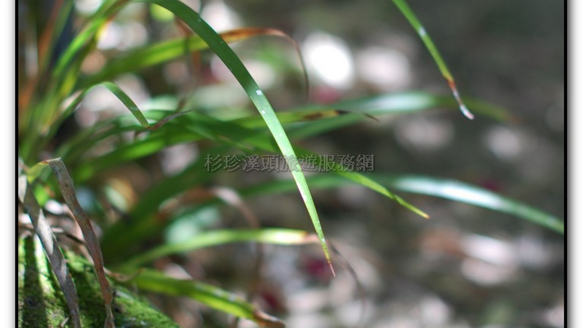 玻璃花坊-杉林溪旅遊景點