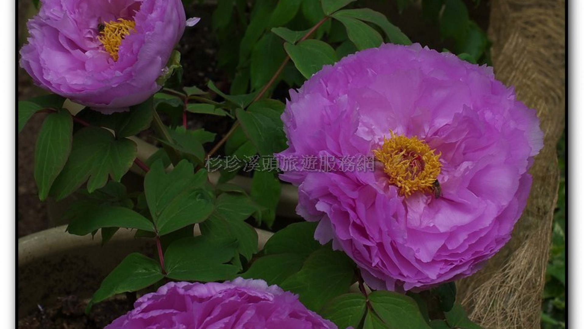 玻璃花坊-杉林溪旅遊景點