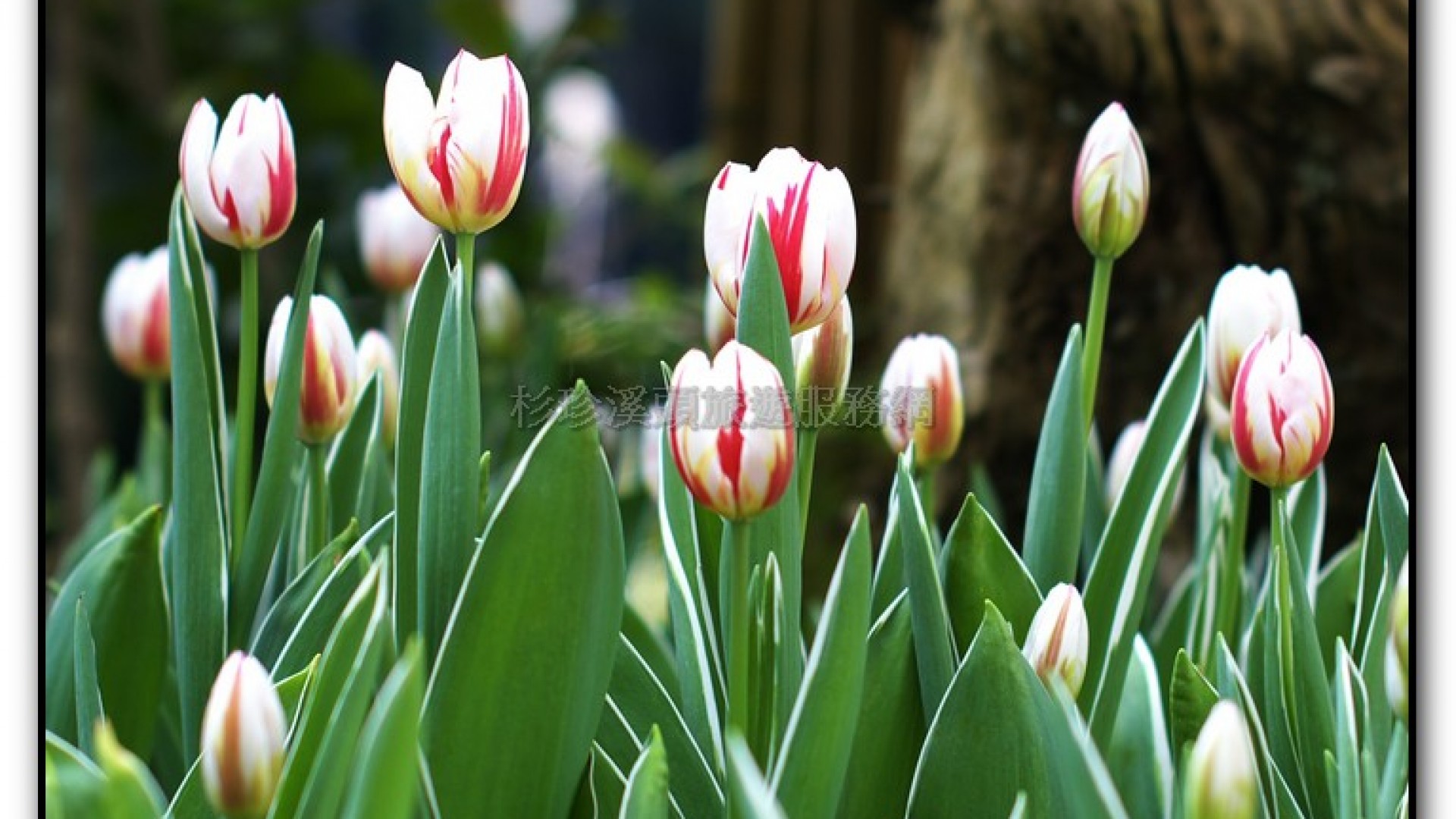 玻璃花坊-杉林溪旅遊景點