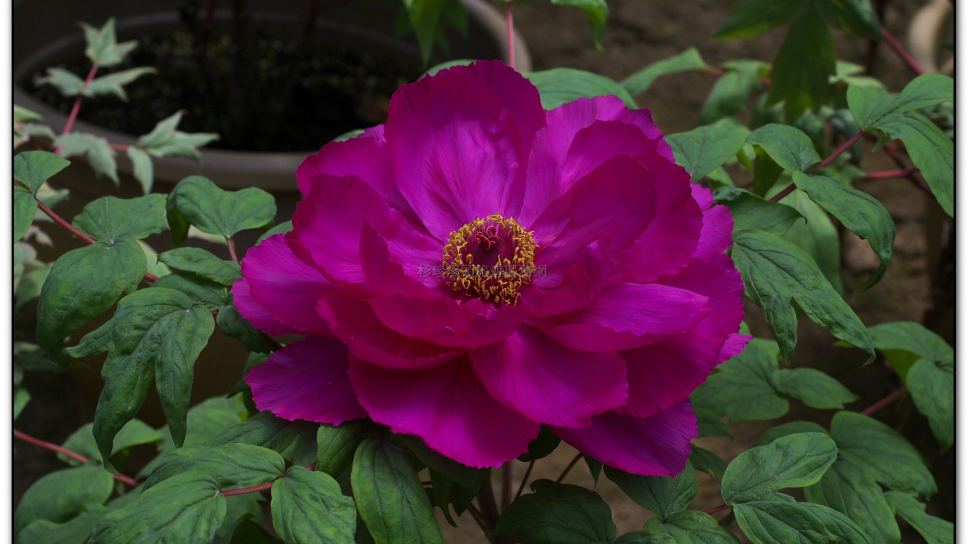 玻璃花坊-杉林溪旅遊景點