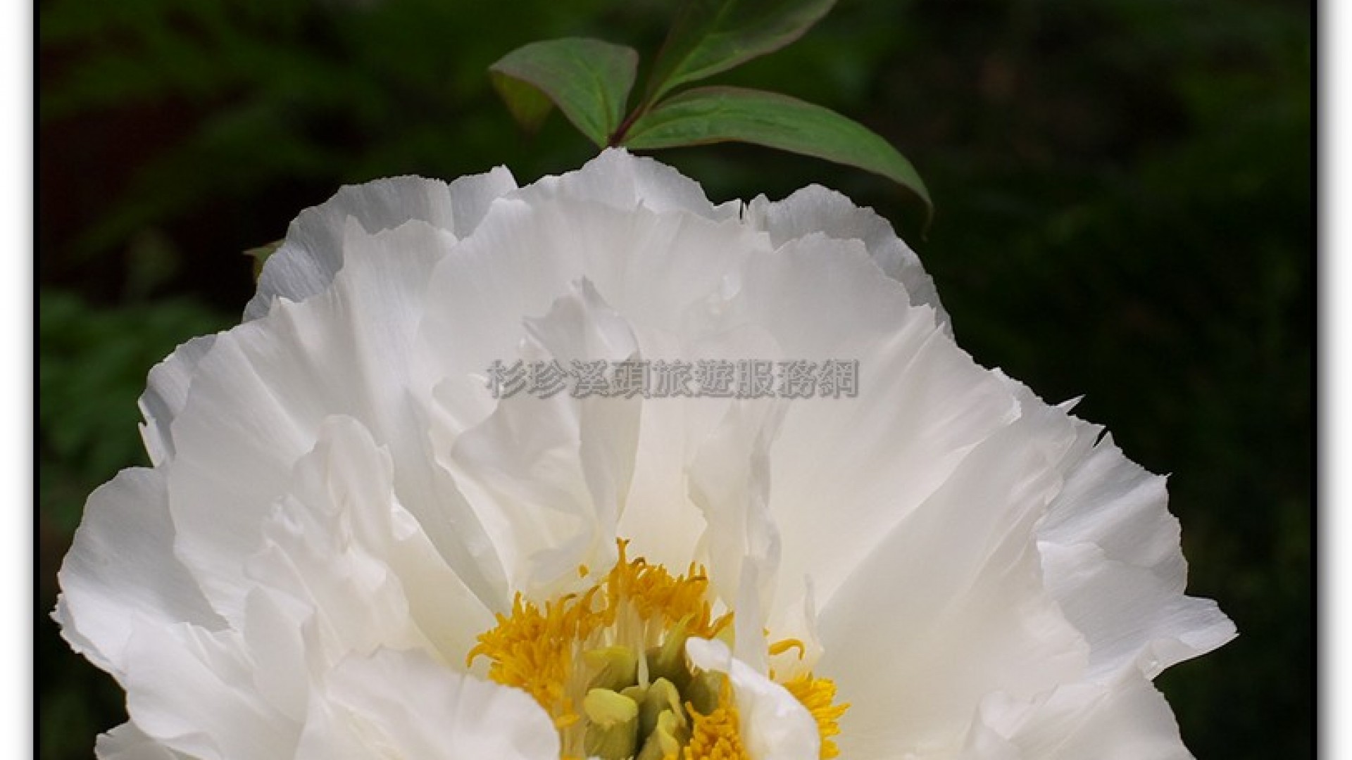 玻璃花坊-杉林溪旅遊景點