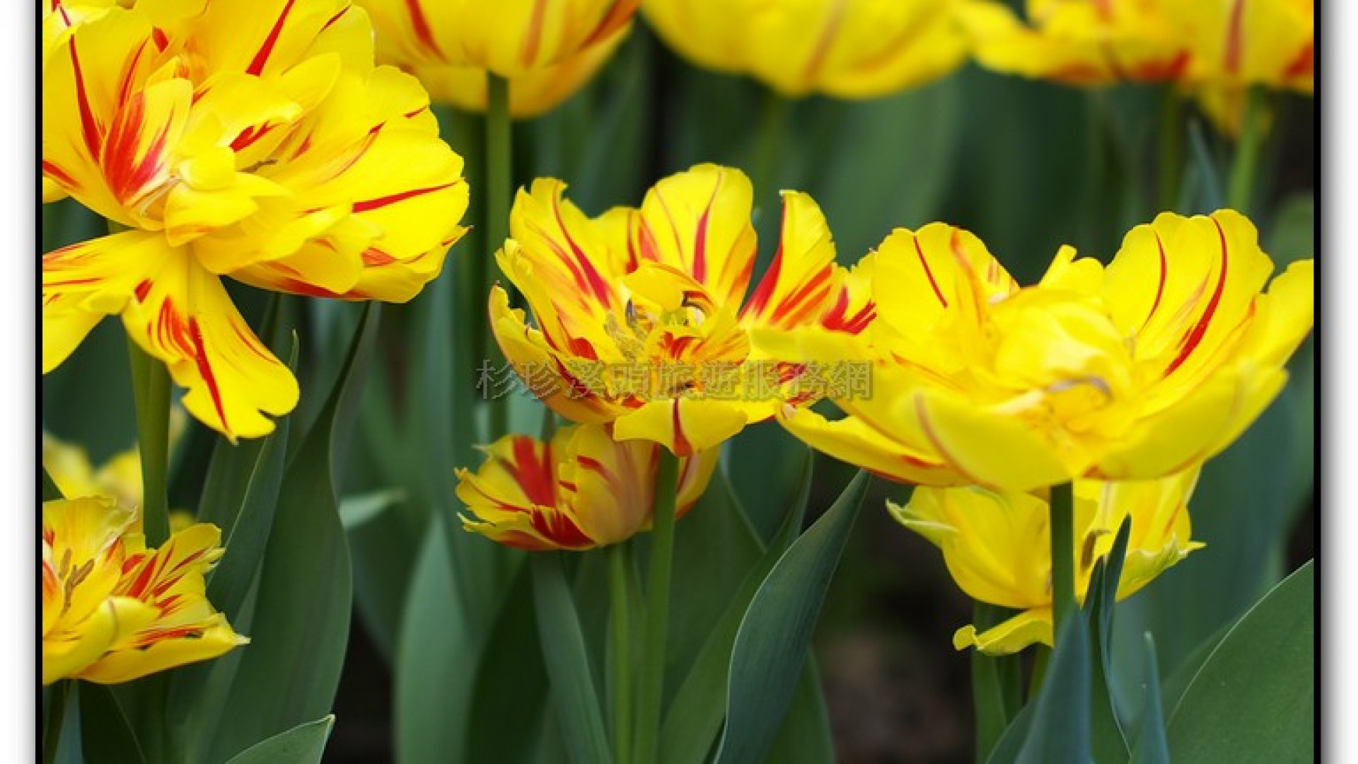 玻璃花坊-杉林溪旅遊景點