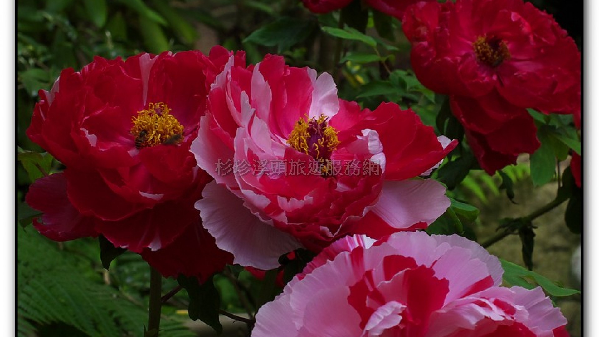 玻璃花坊-杉林溪旅遊景點